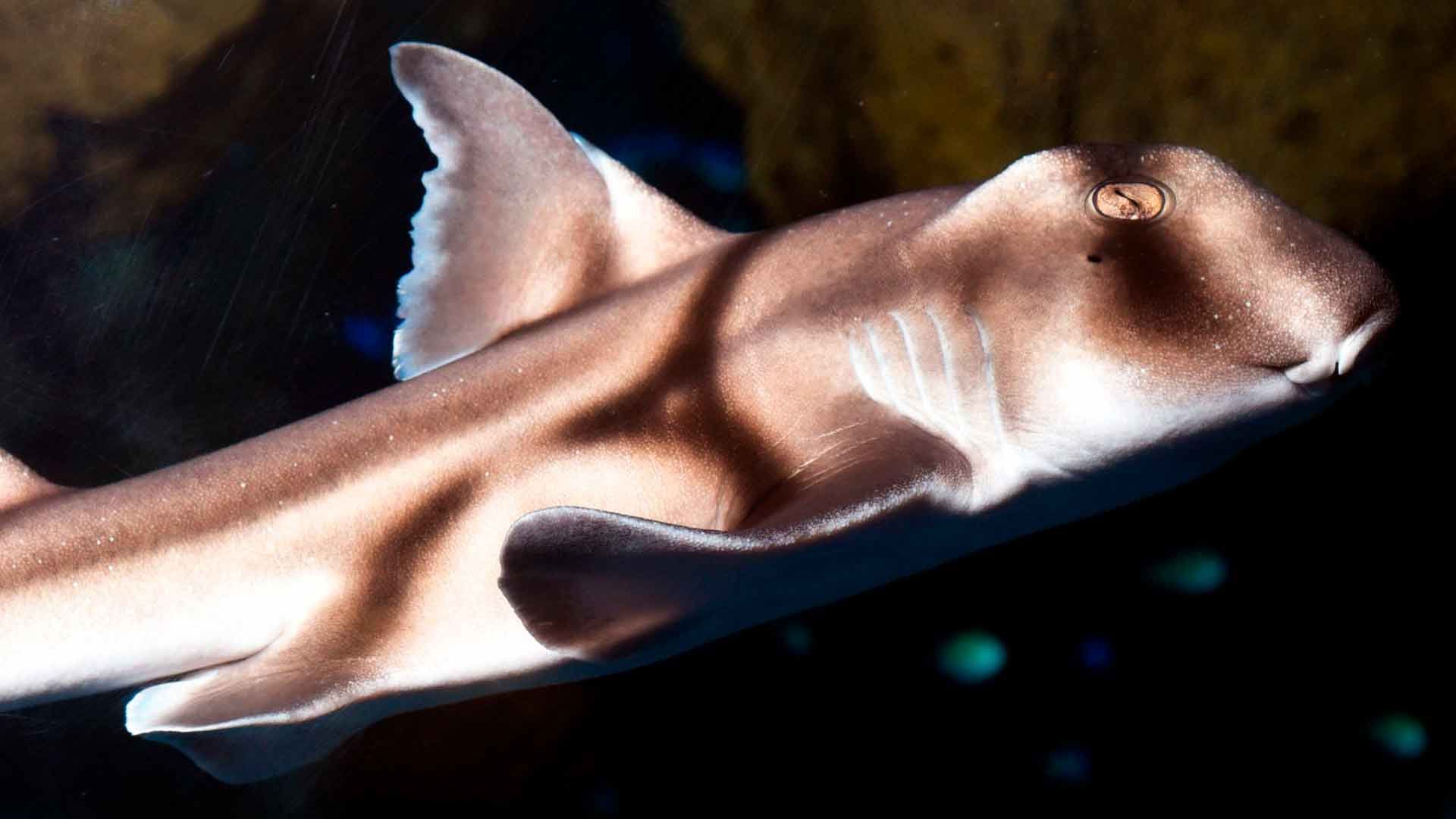 Port Jackson Shark