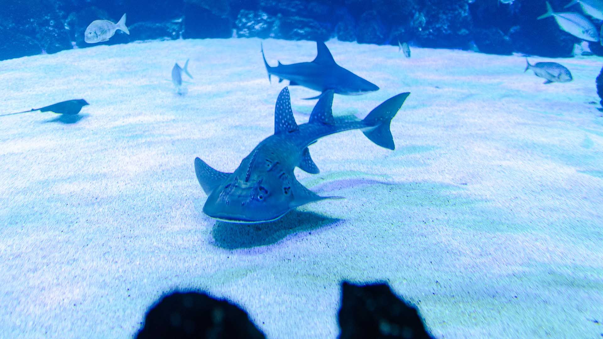 Rundkopf-Geigenrochen Poema Del Mar Aquarium Gran Canaria