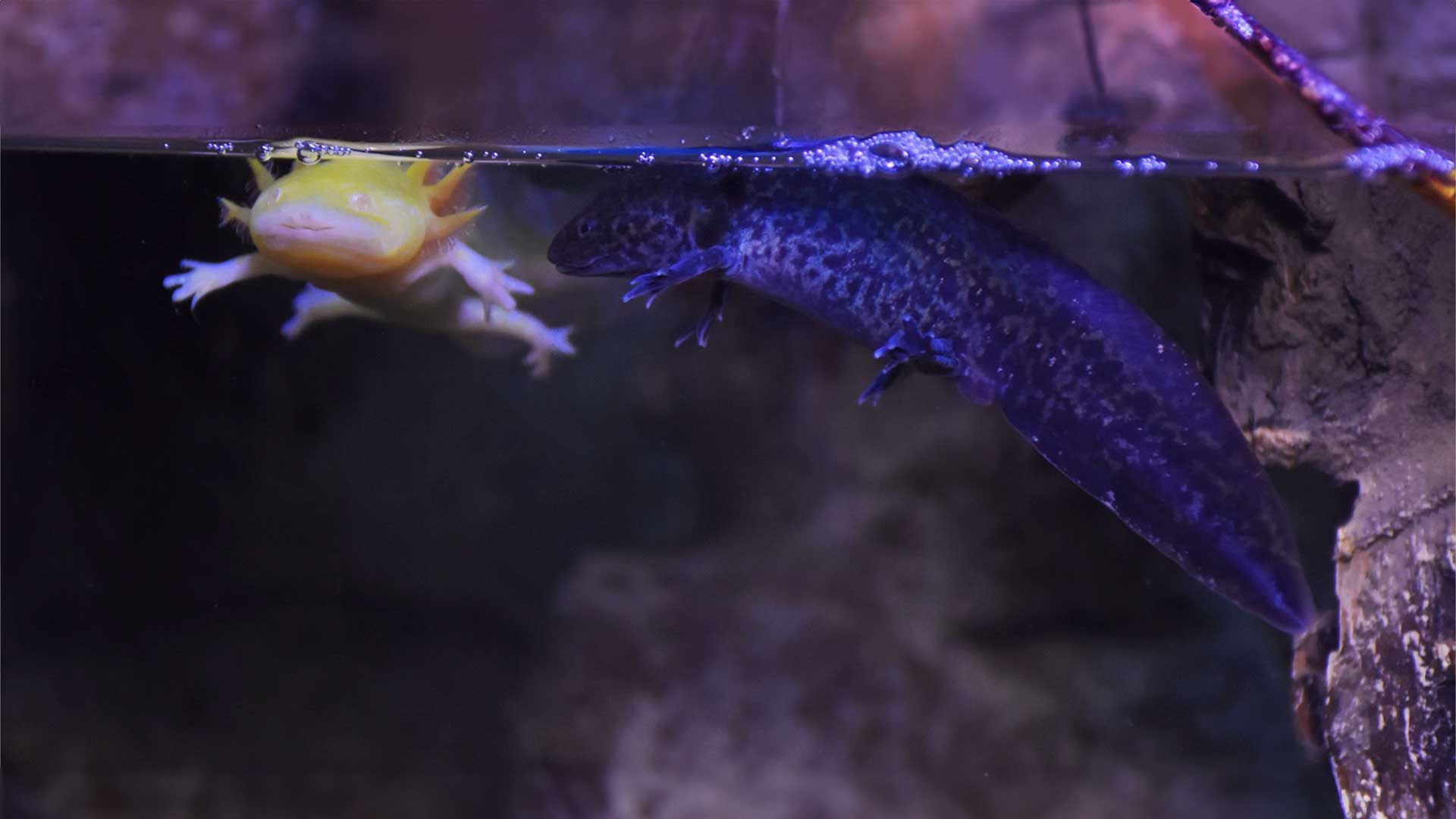 Mexican Axolotl