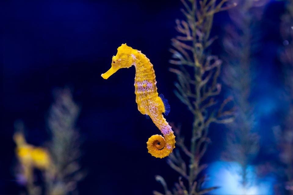 Qualle & Seepferdchen Poema del Mar Aquarium