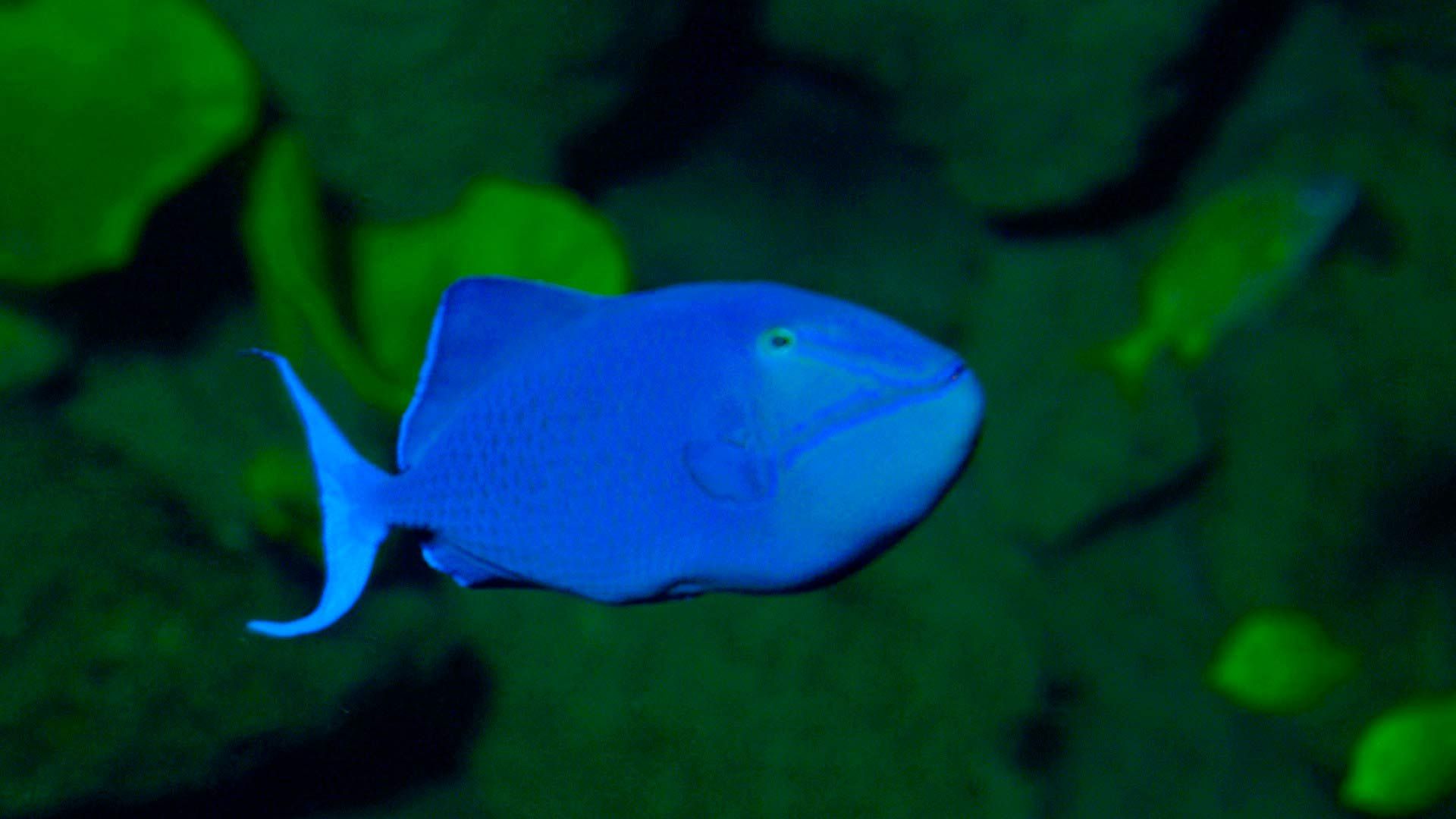 Rotzahn-Drückerfisch Poema Del Mar Aquarium Gran Canaria