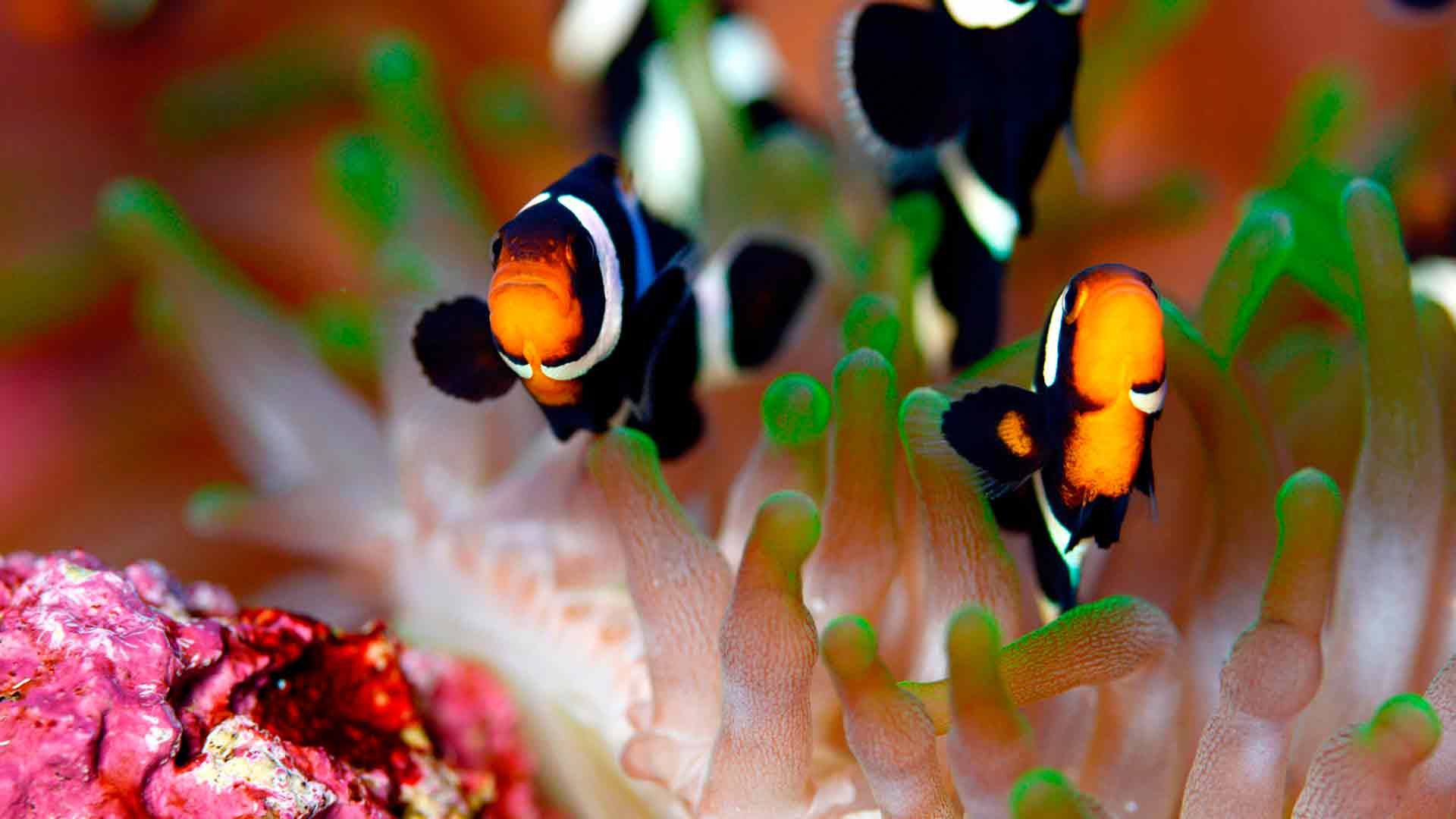 Brown Clowfish