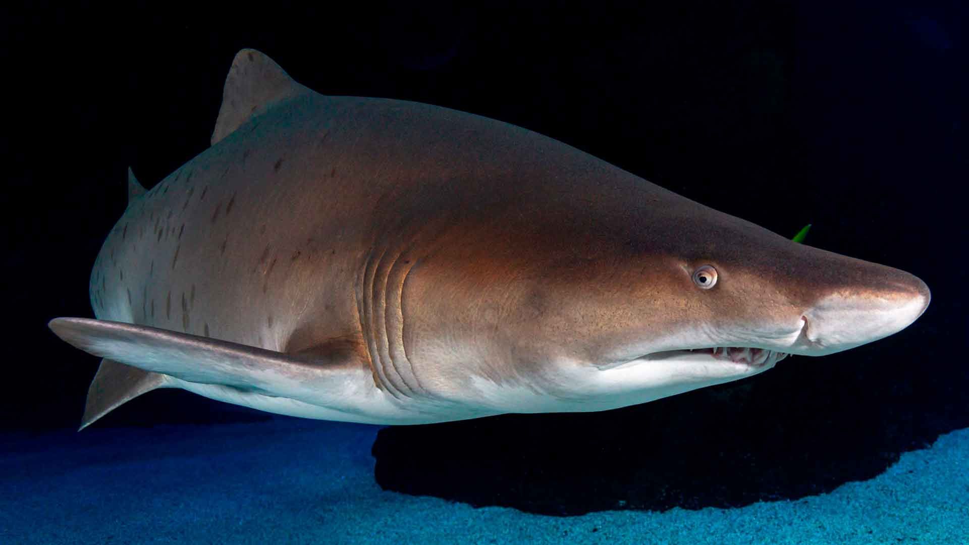 Sand Tiger Shark