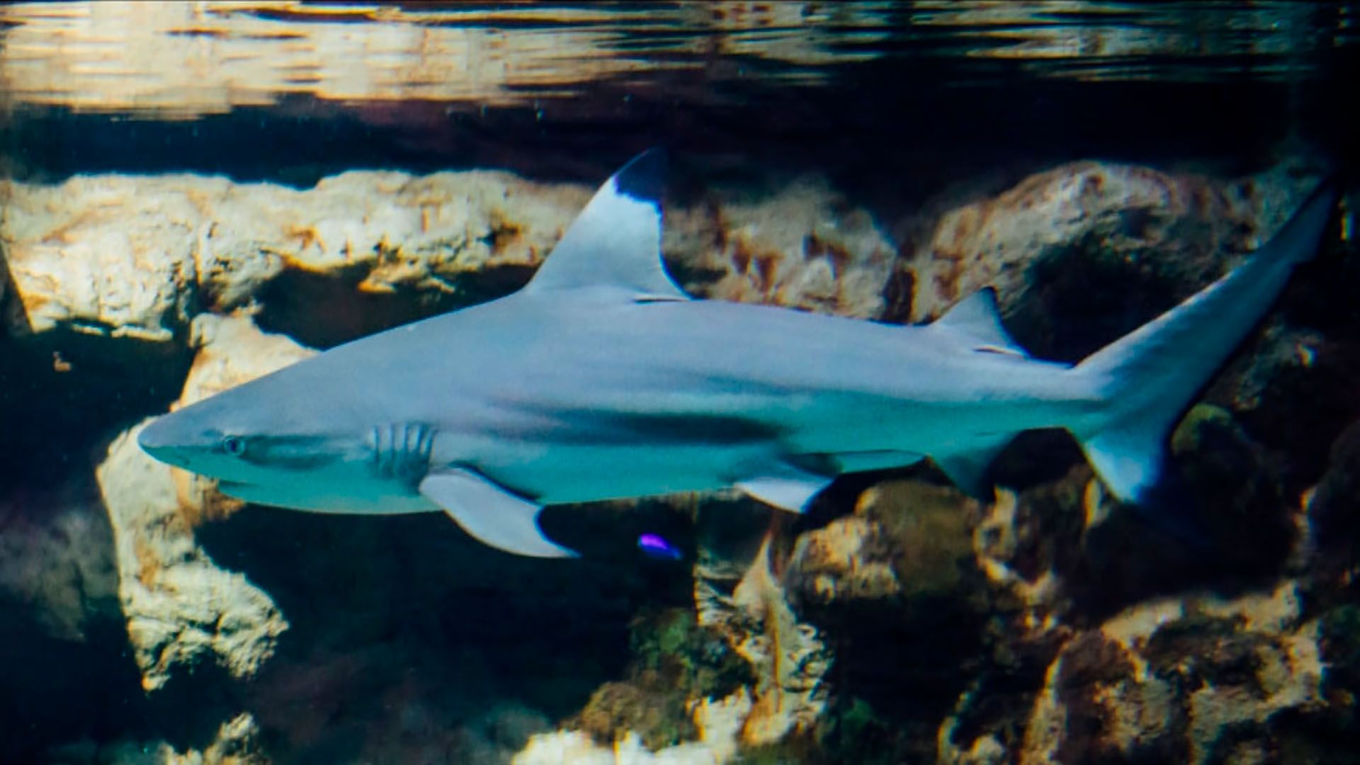 Tiburón puntas negras Poema Del Mar Acuario Gran Canaria