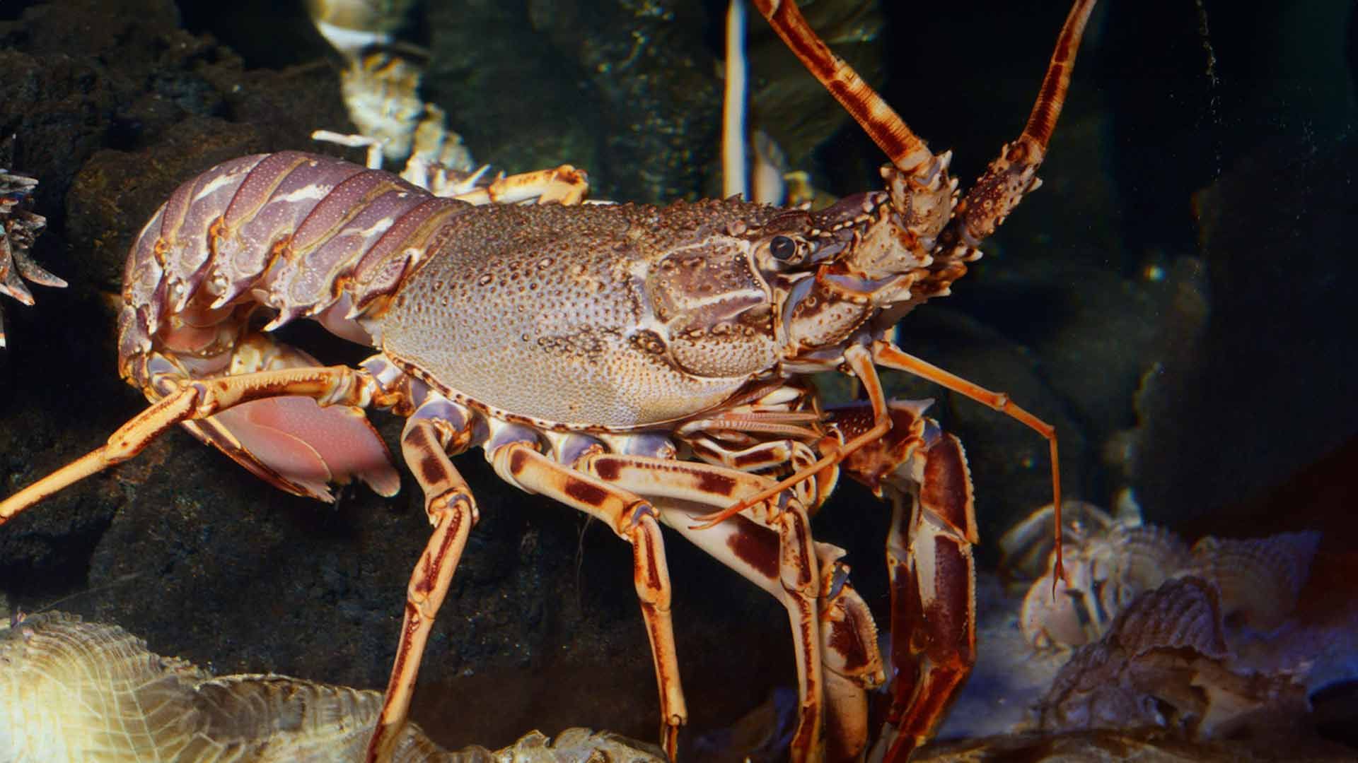 Pink Spiny Lobster