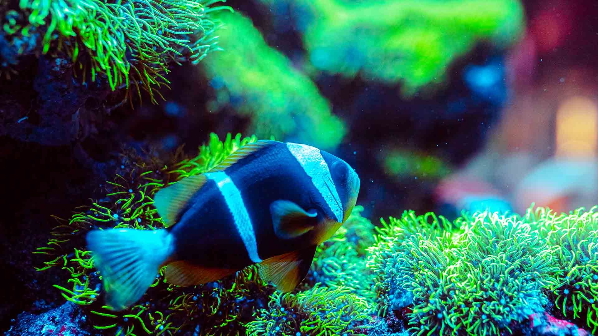 Yellowtail clownfish Poema Del Mar Aquarium Gran Canaria