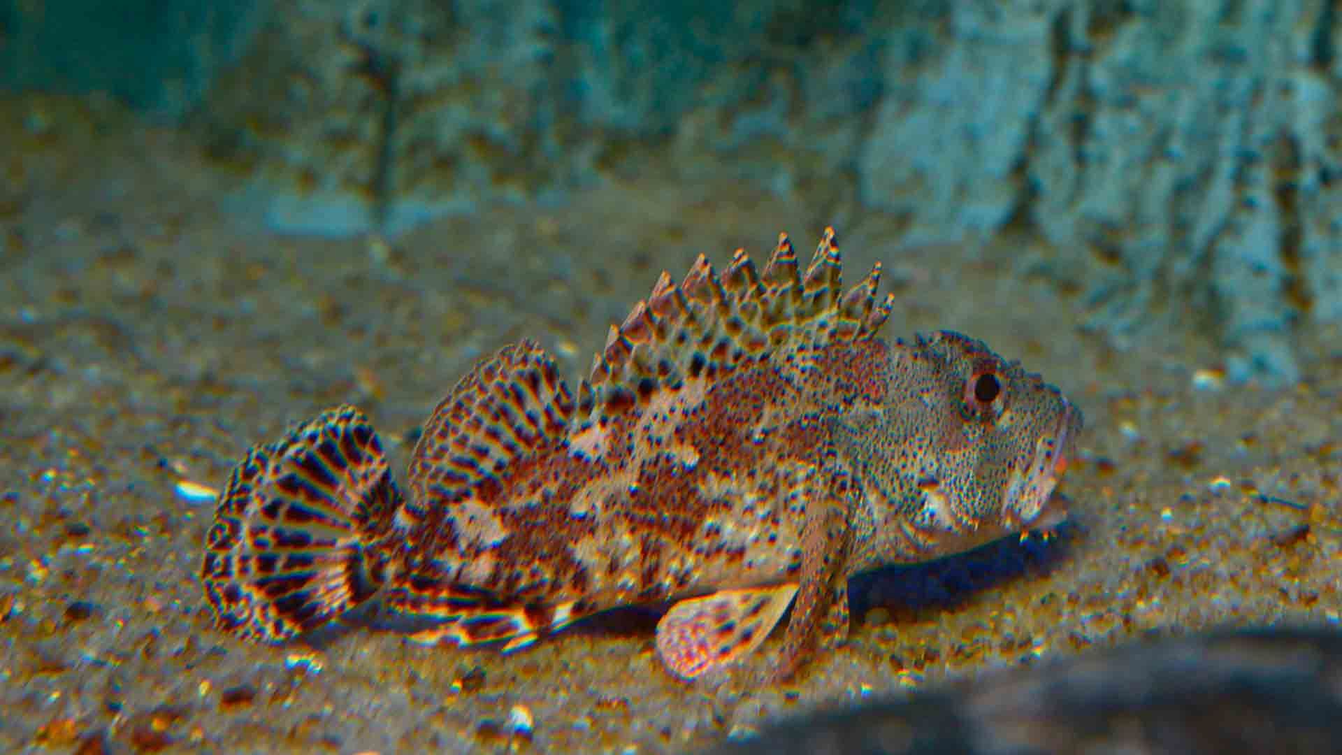 Black scorpionfish Poema Del Mar Aquarium Gran Canaria