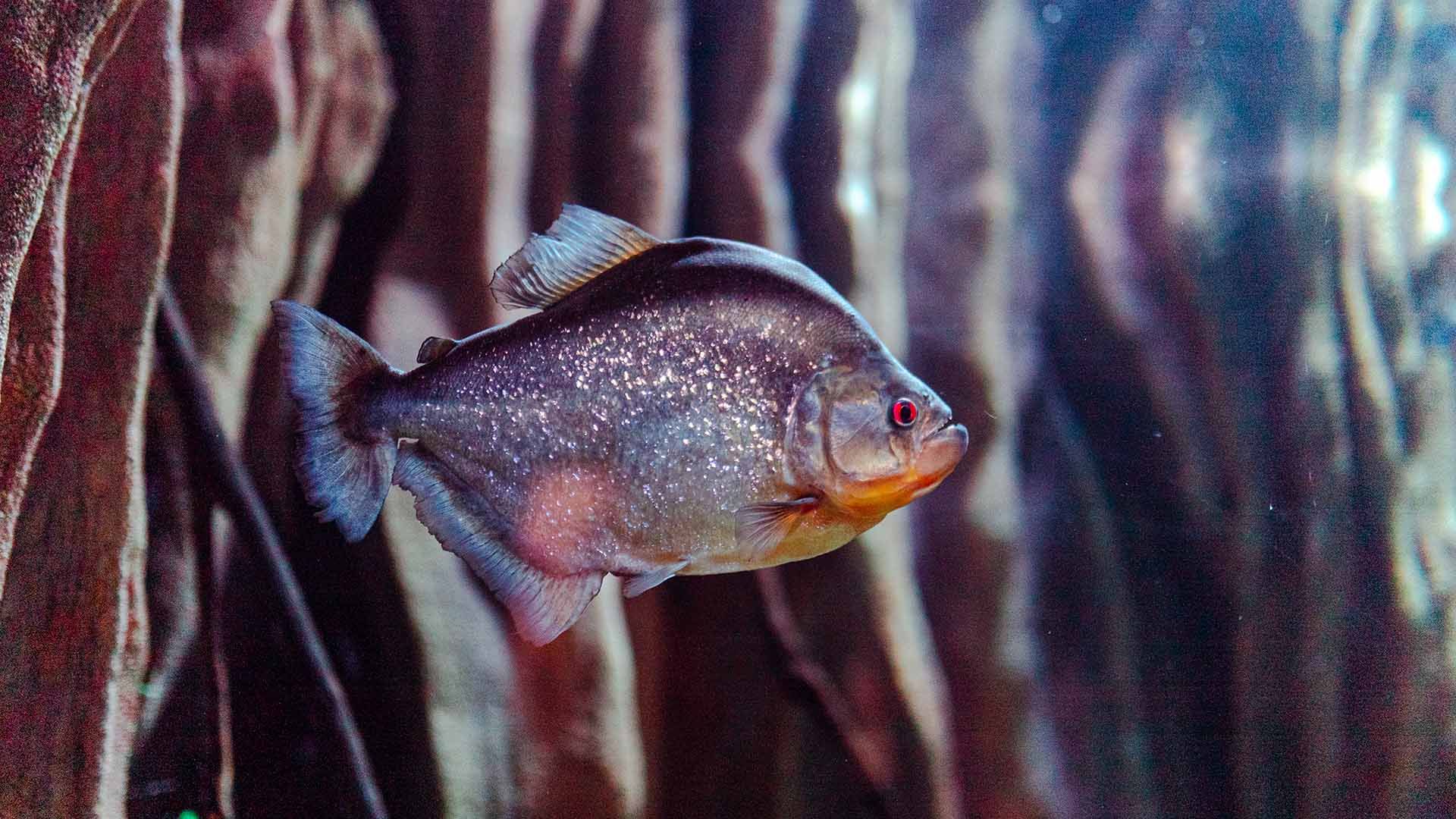 Piraña negra Poema Del Mar Acuario Gran Canaria