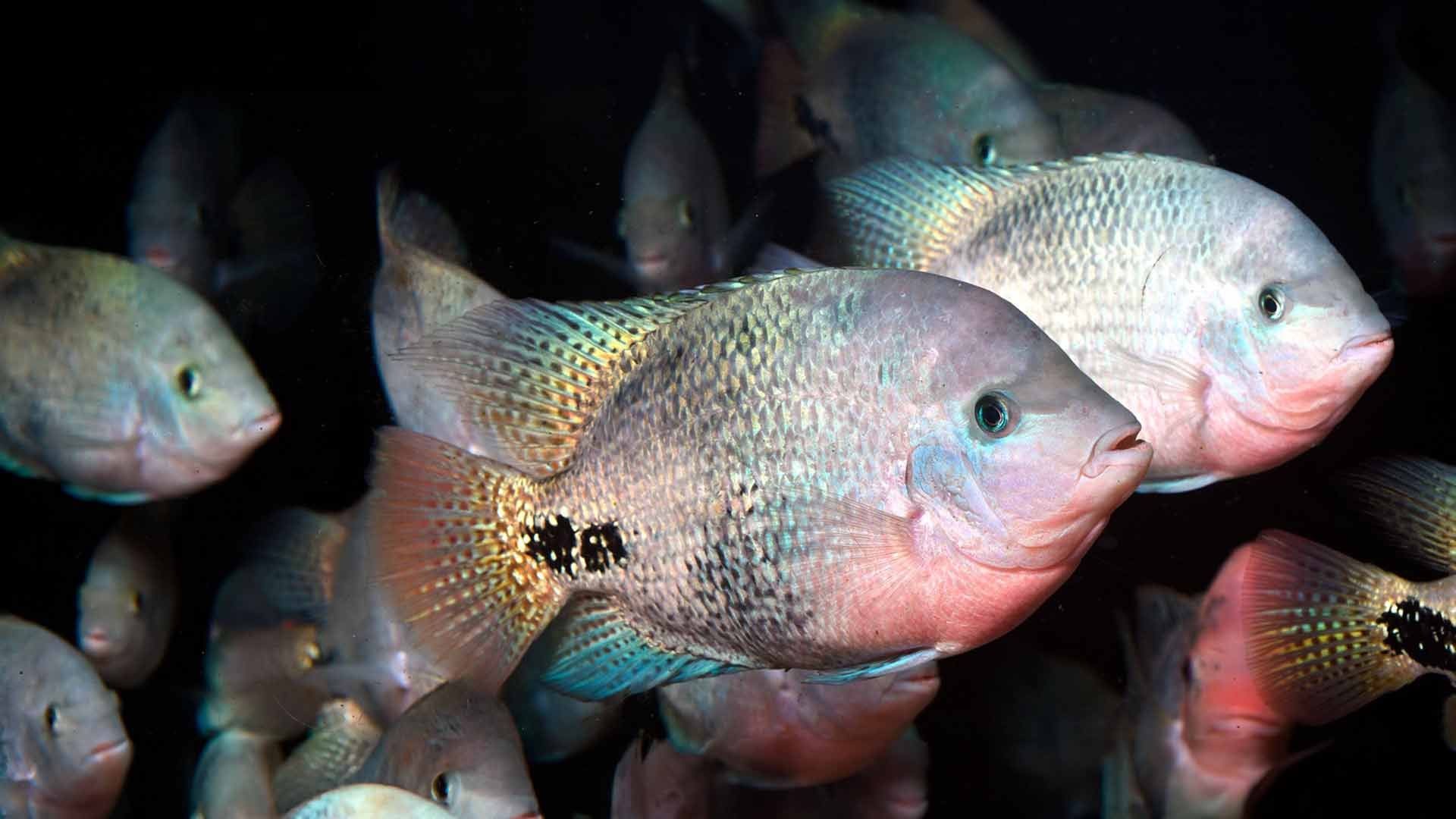 American Cichlid Poema Del Mar Aquarium Gran Canaria