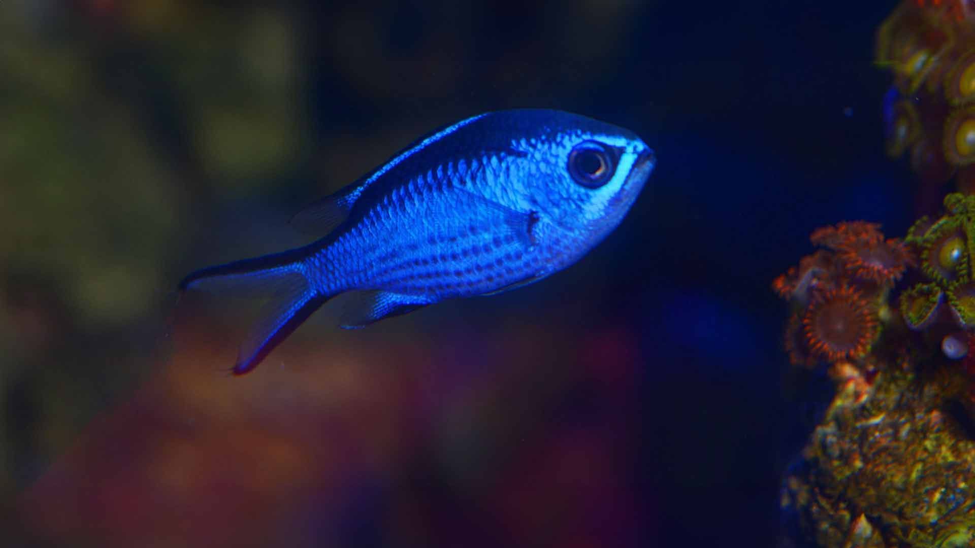 Blue Damselfish