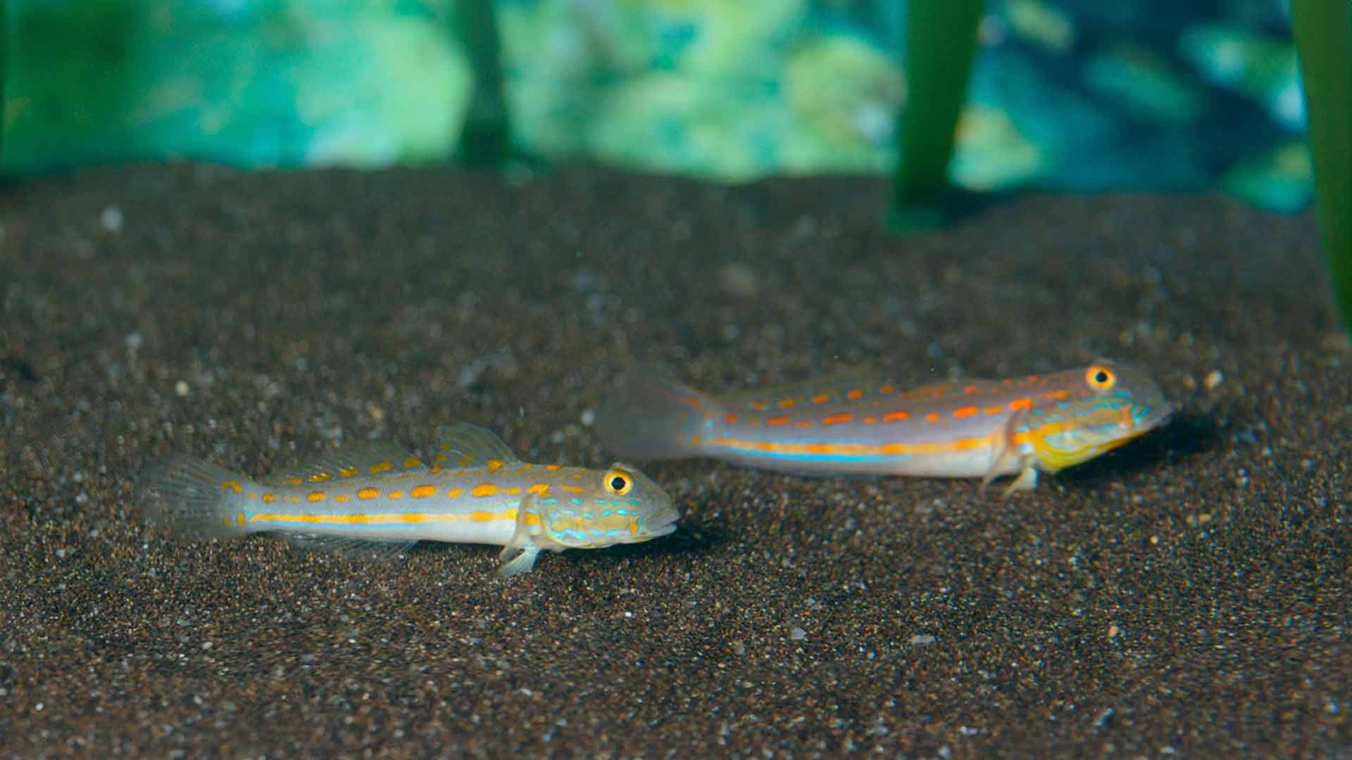 Diamond Watchman Goby