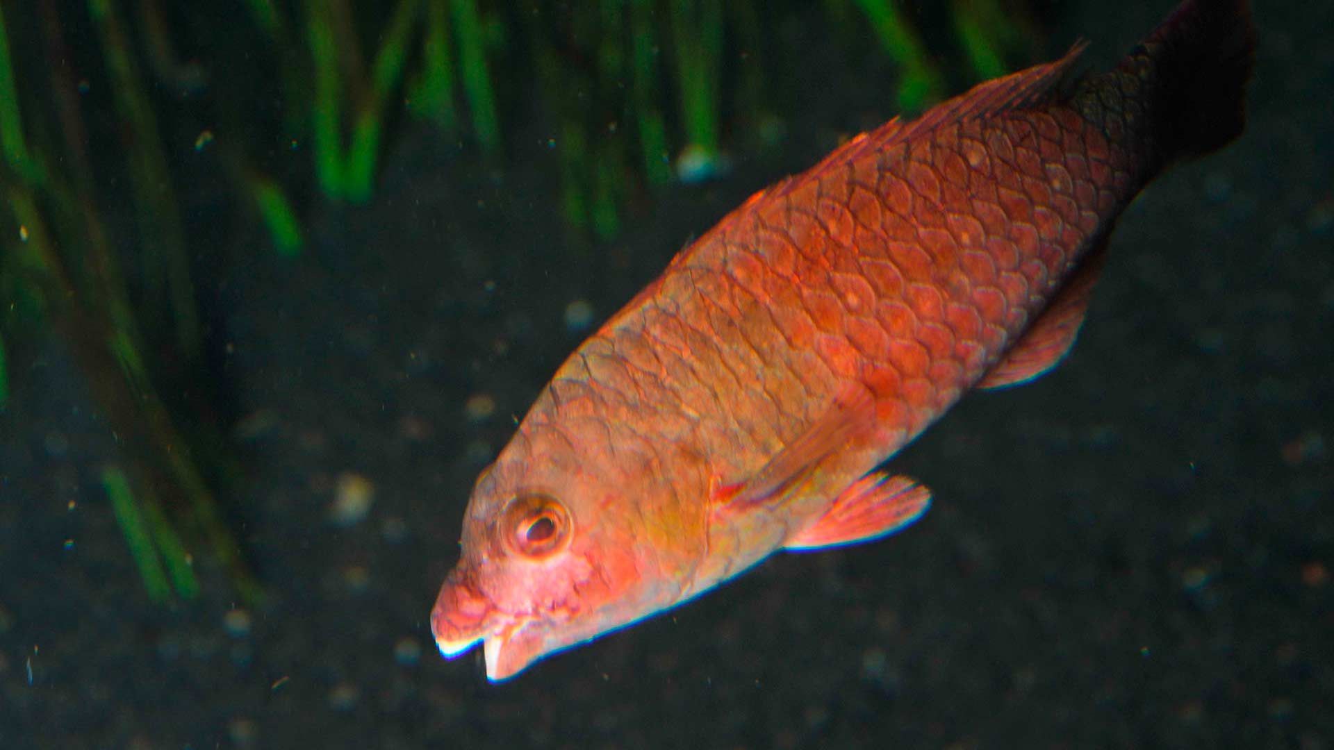 Vieja Fish