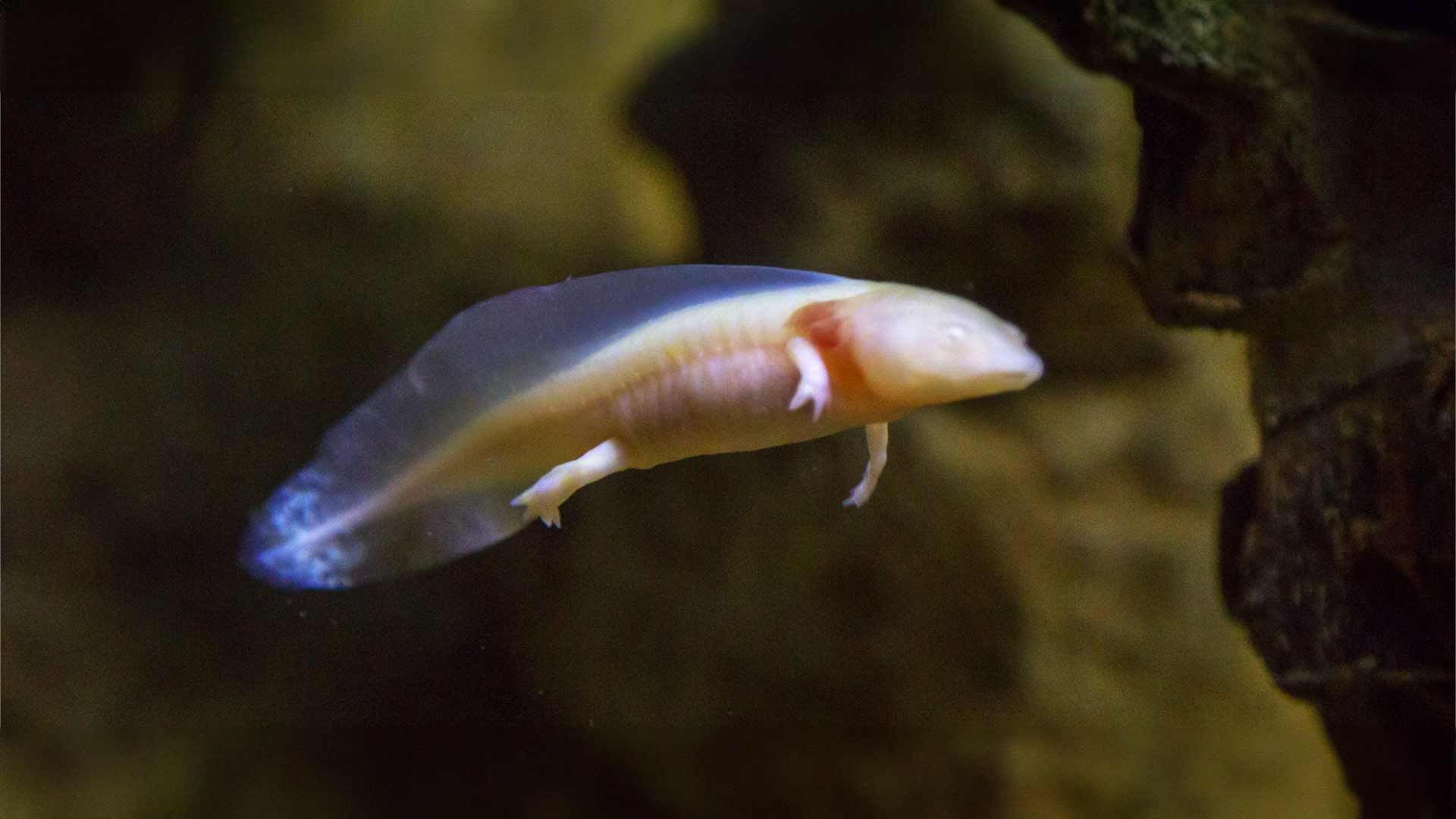 Mexican Axolotl