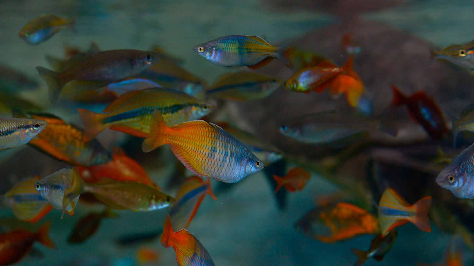 Parkinson Rainbowfish