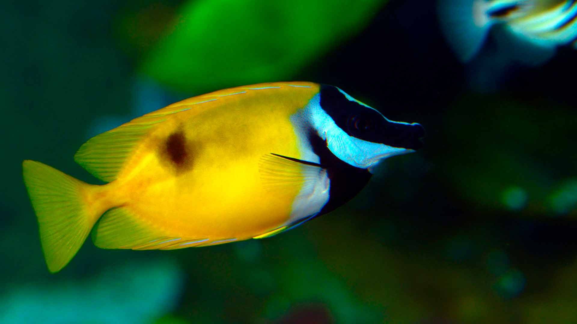 Kaninchenfisch Poema Del Mar Aquarium Gran Canaria