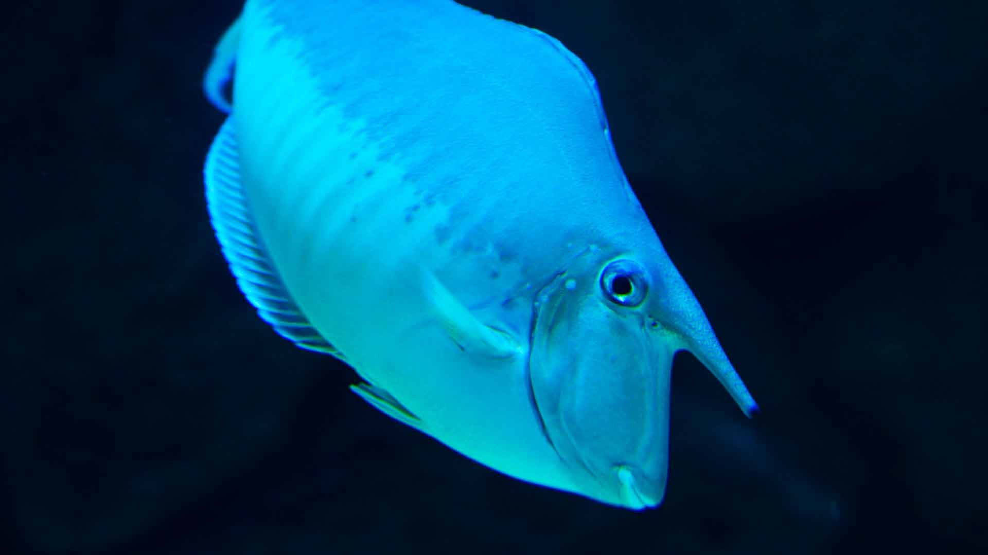 Short Nosed Unicornfish