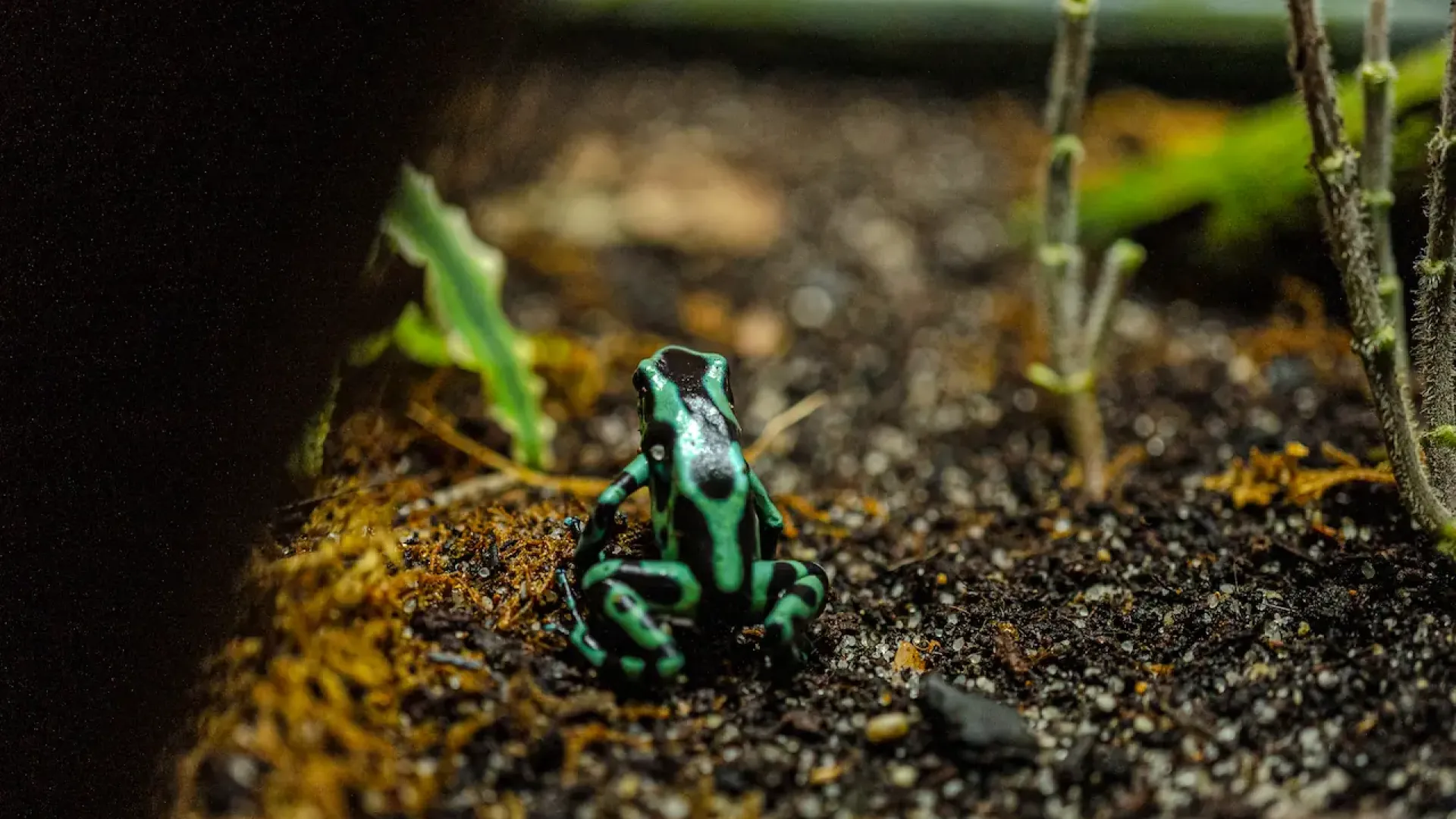 Green and black poison frog
