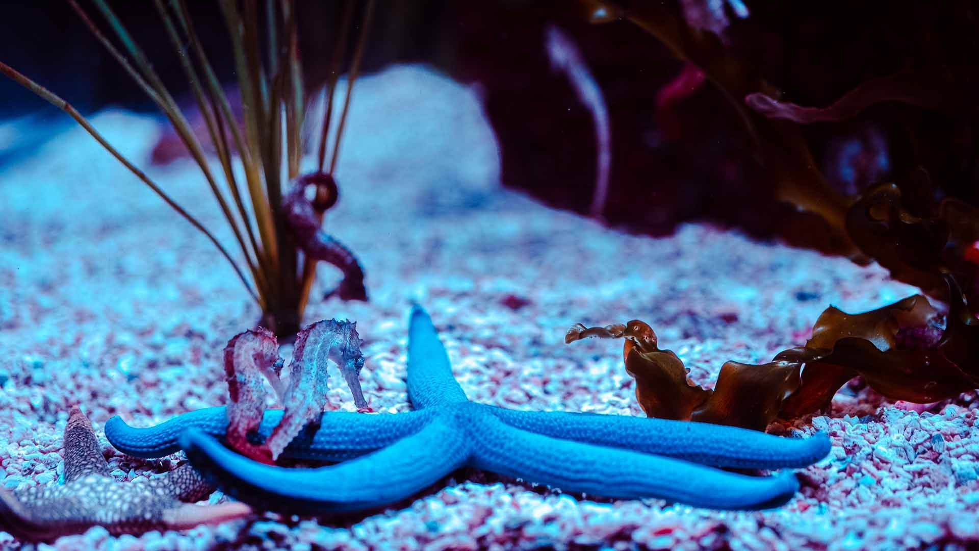 Estrella de mar azul Poema Del Mar Acuario Gran Canaria