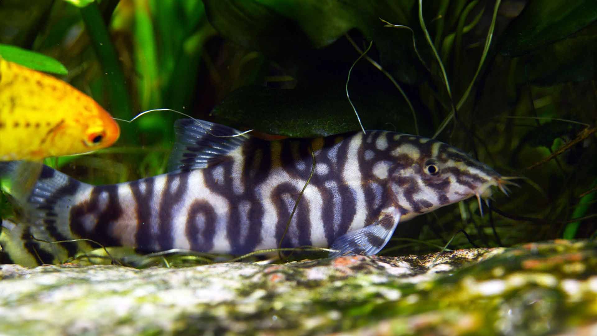 Burmese Border Loach