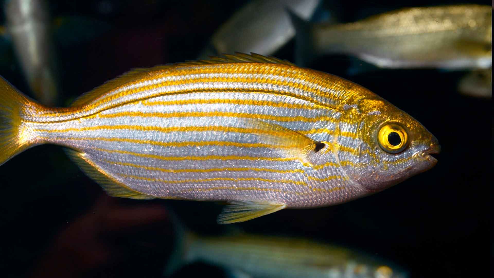 Salema Porgy