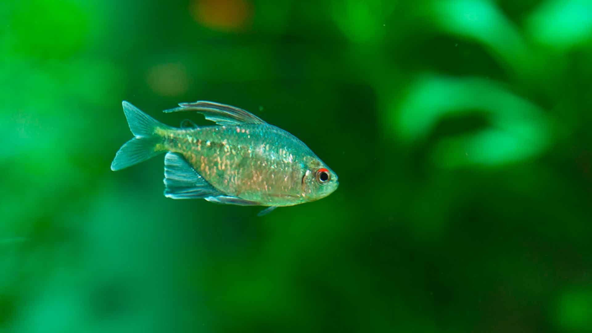 Diamante Tetra