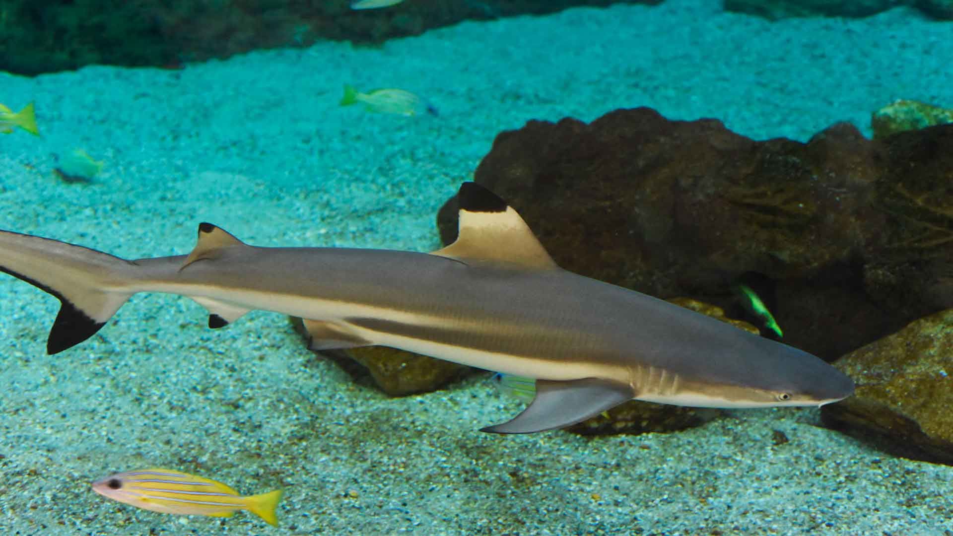 Blacktip Shark