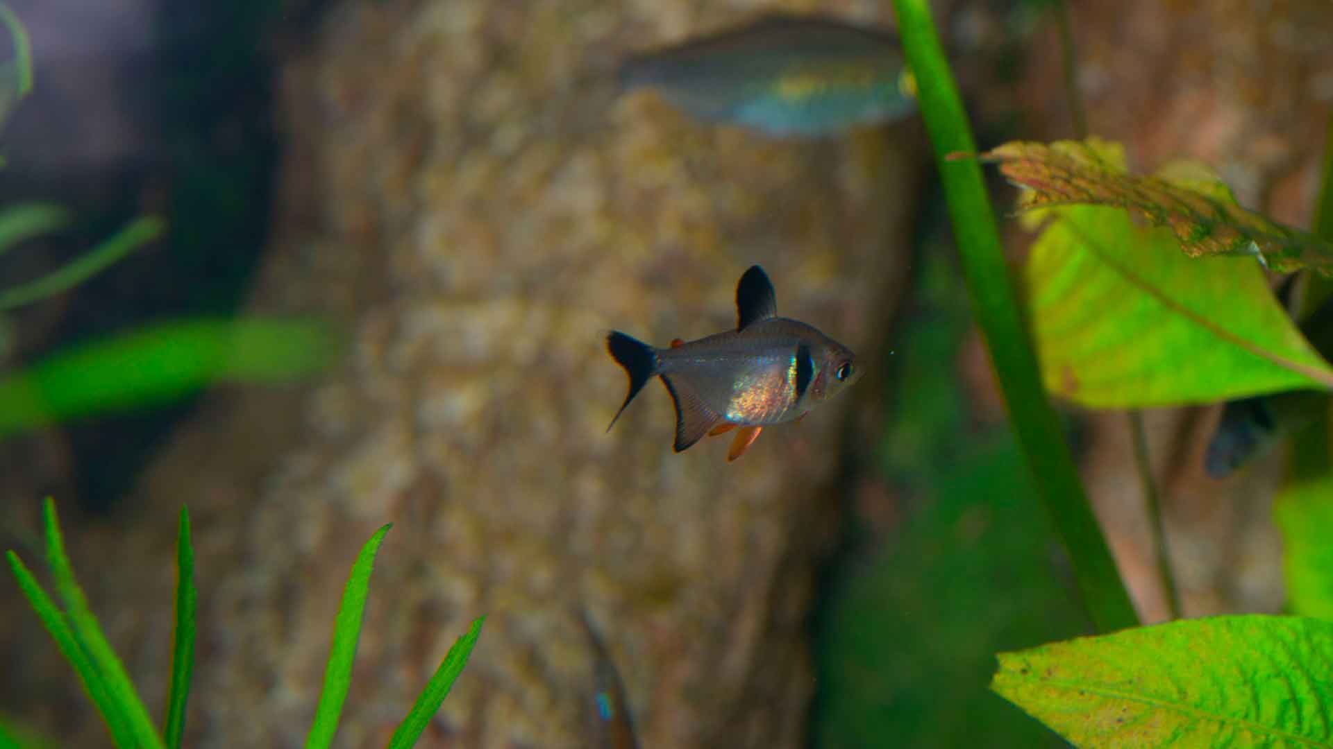 Tetra Fantasma Negro