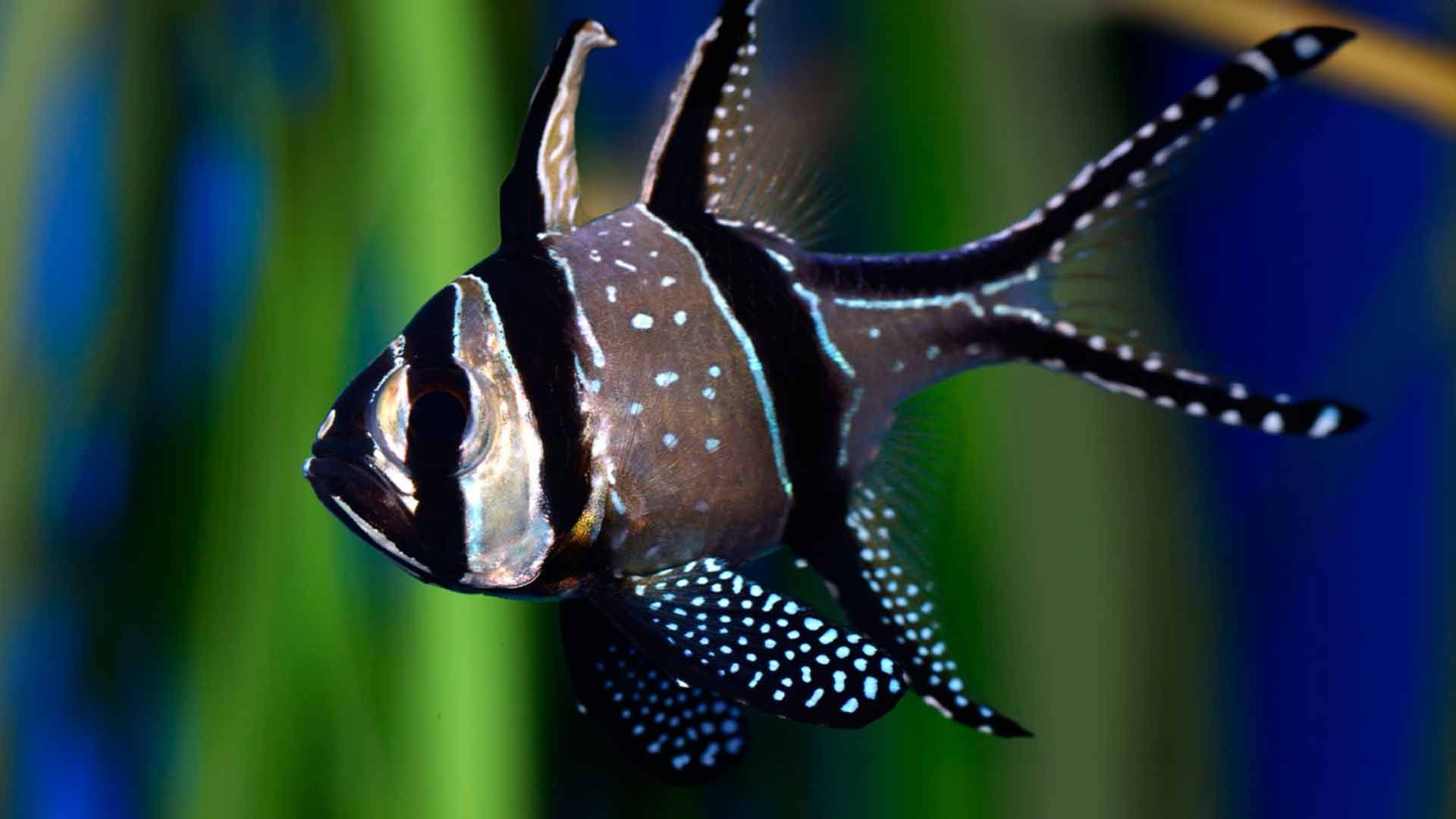 Banggai Cardinal Fish