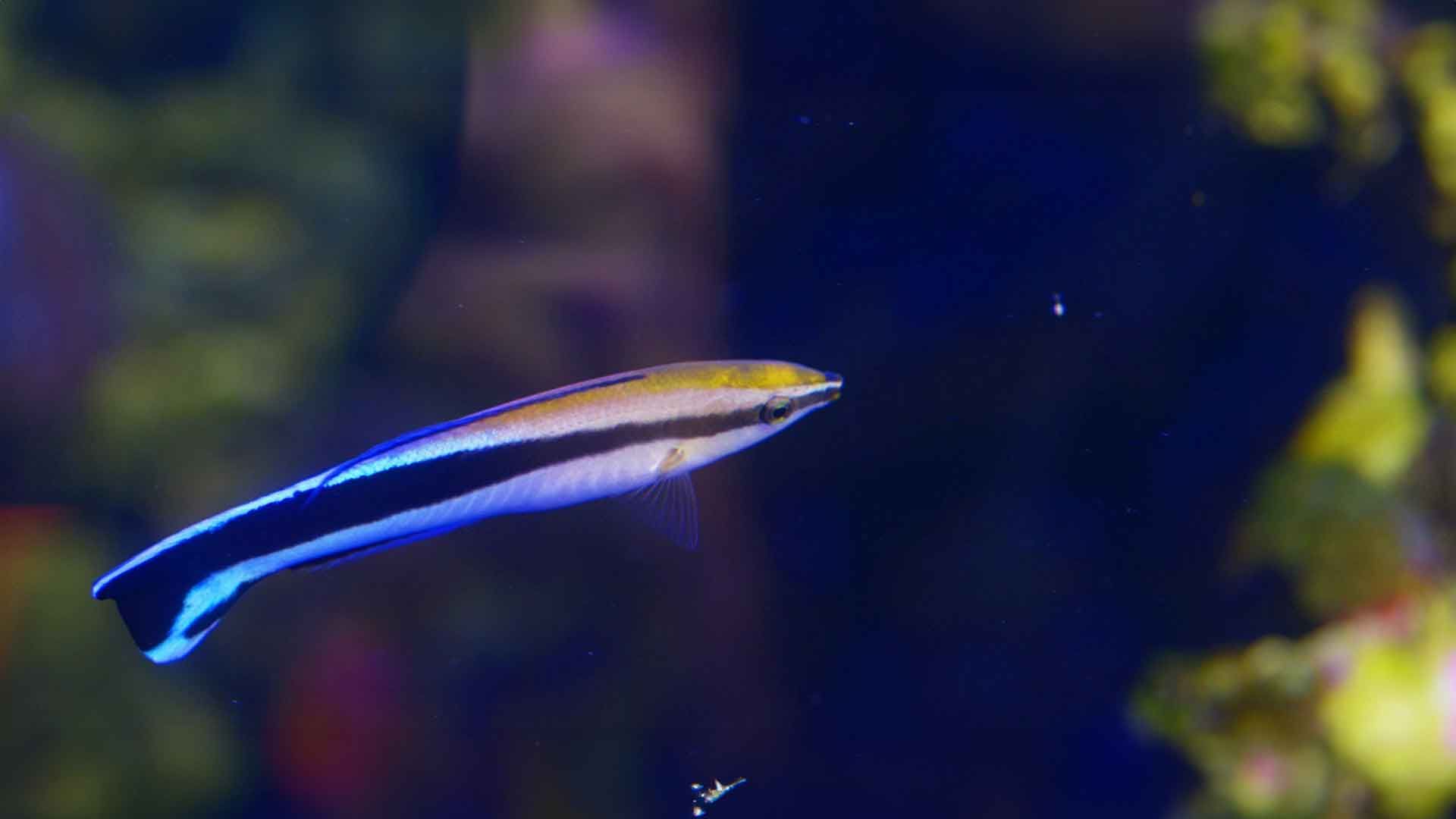 Wrasse