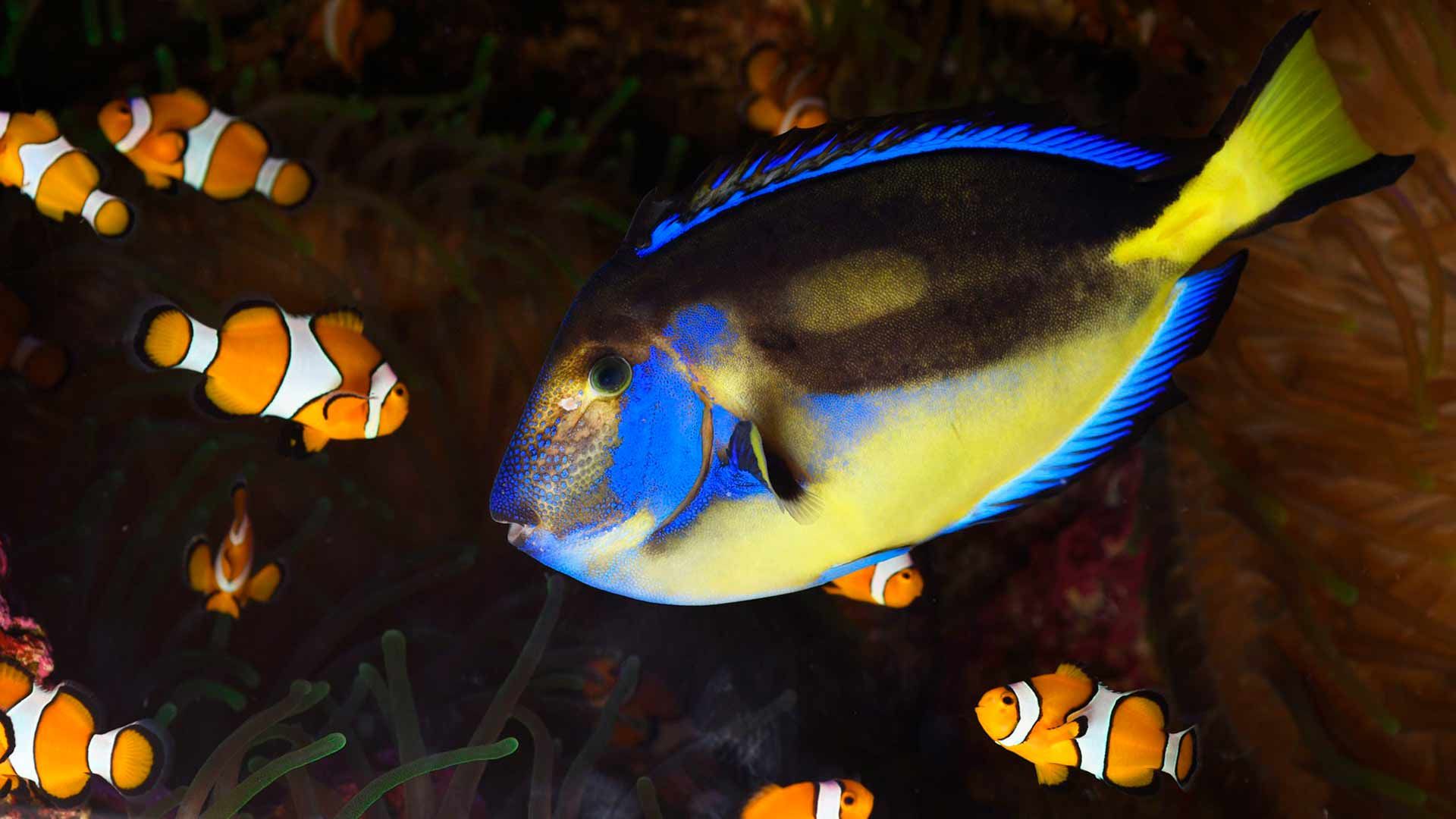 Regal Blue Tang