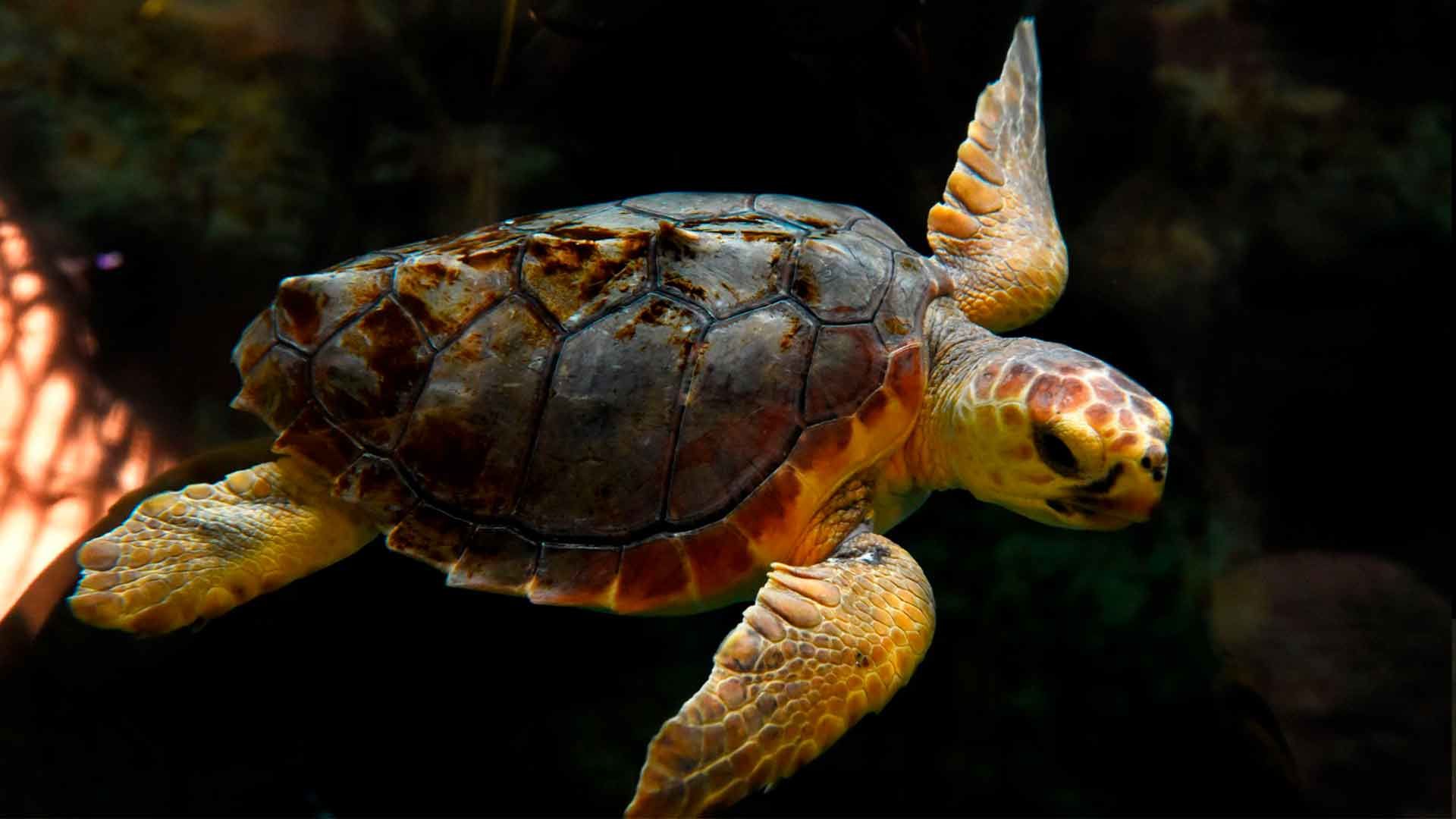 Loggerhead Sea Turtle