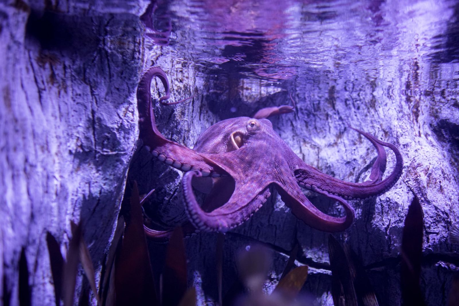 Pulpo común (Octopus vulgaris)