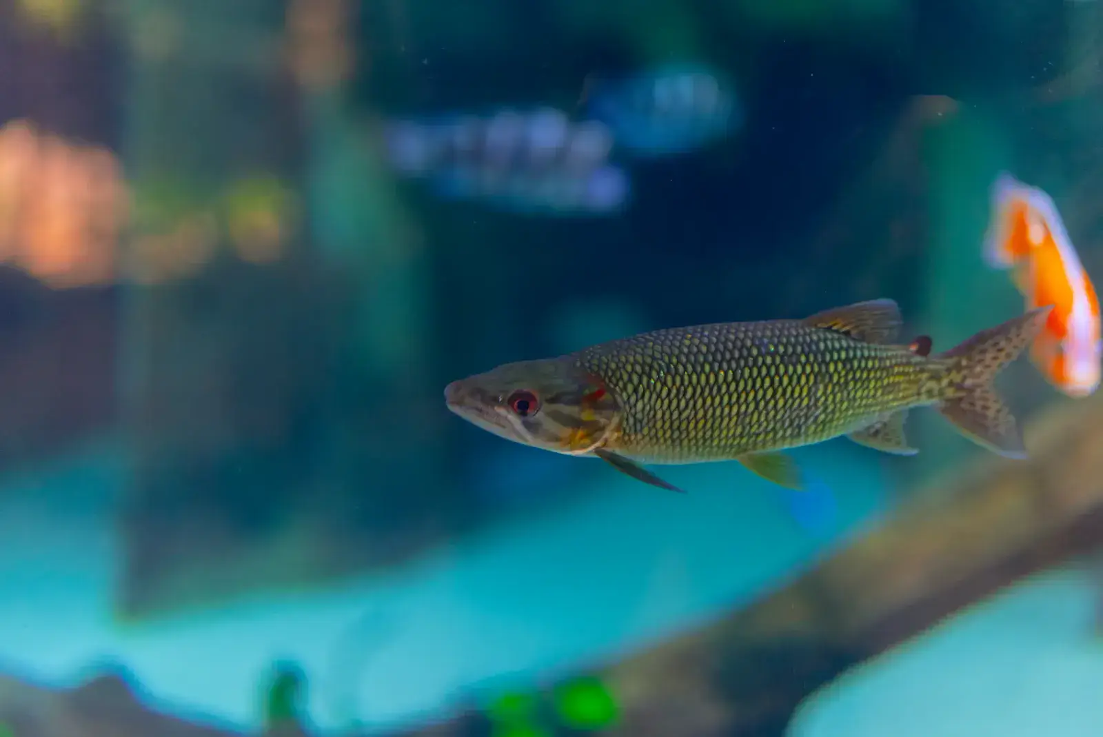 Barracuda africana Hepsetus odoe 