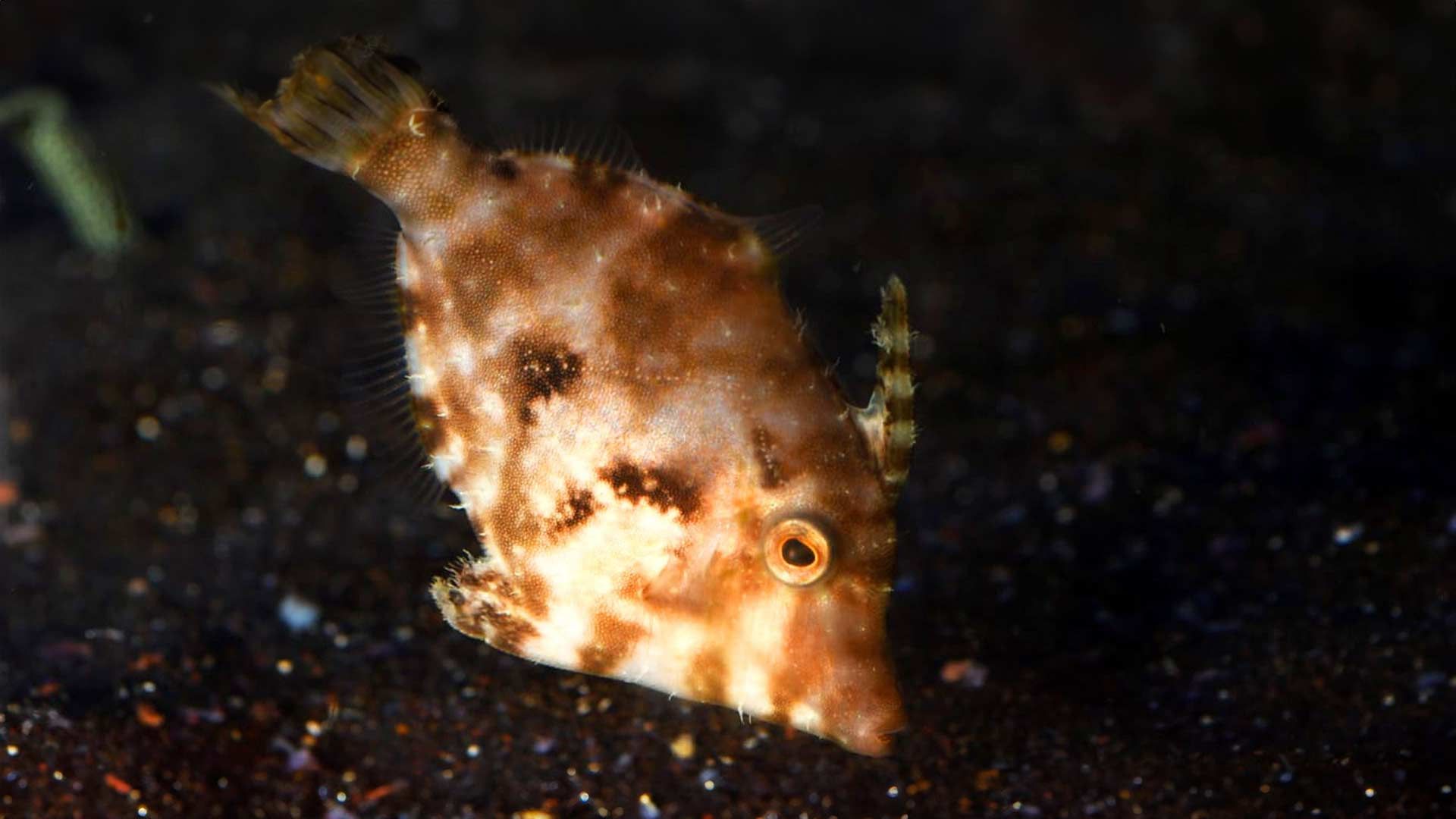 Brauner Feilenfisch Poema Del Mar Aquarium Gran Canaria