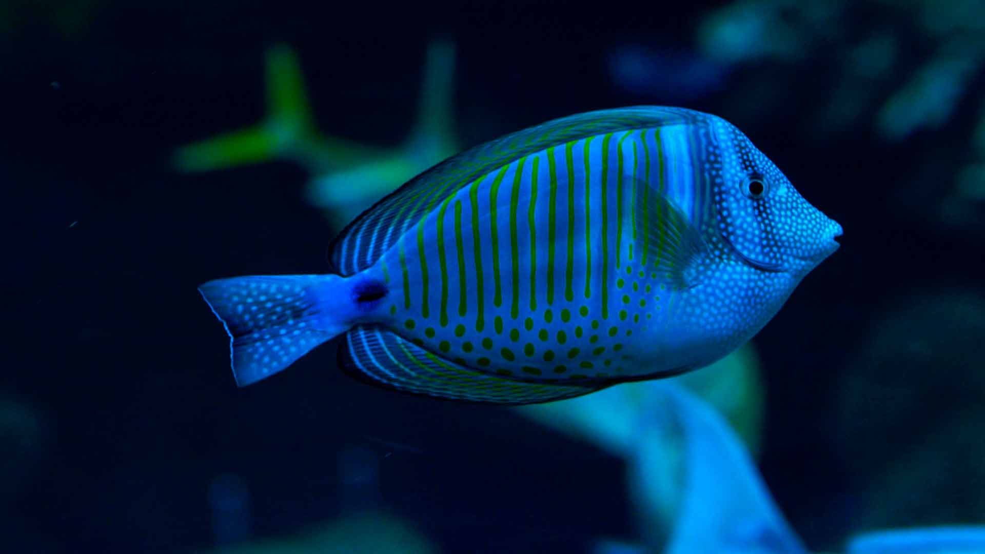 Sailfin Tang