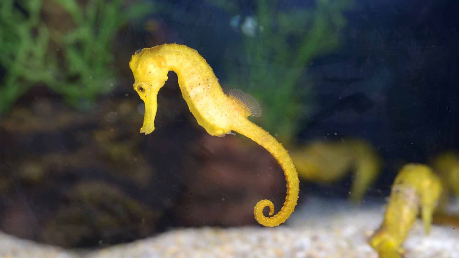 Longsnout Seahorse