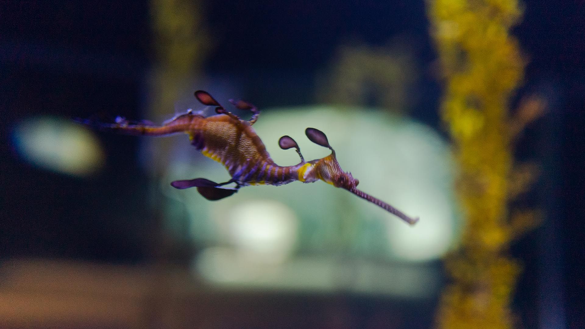 Sea Dragon Poema Del Mar Aquarium Gran Canaria