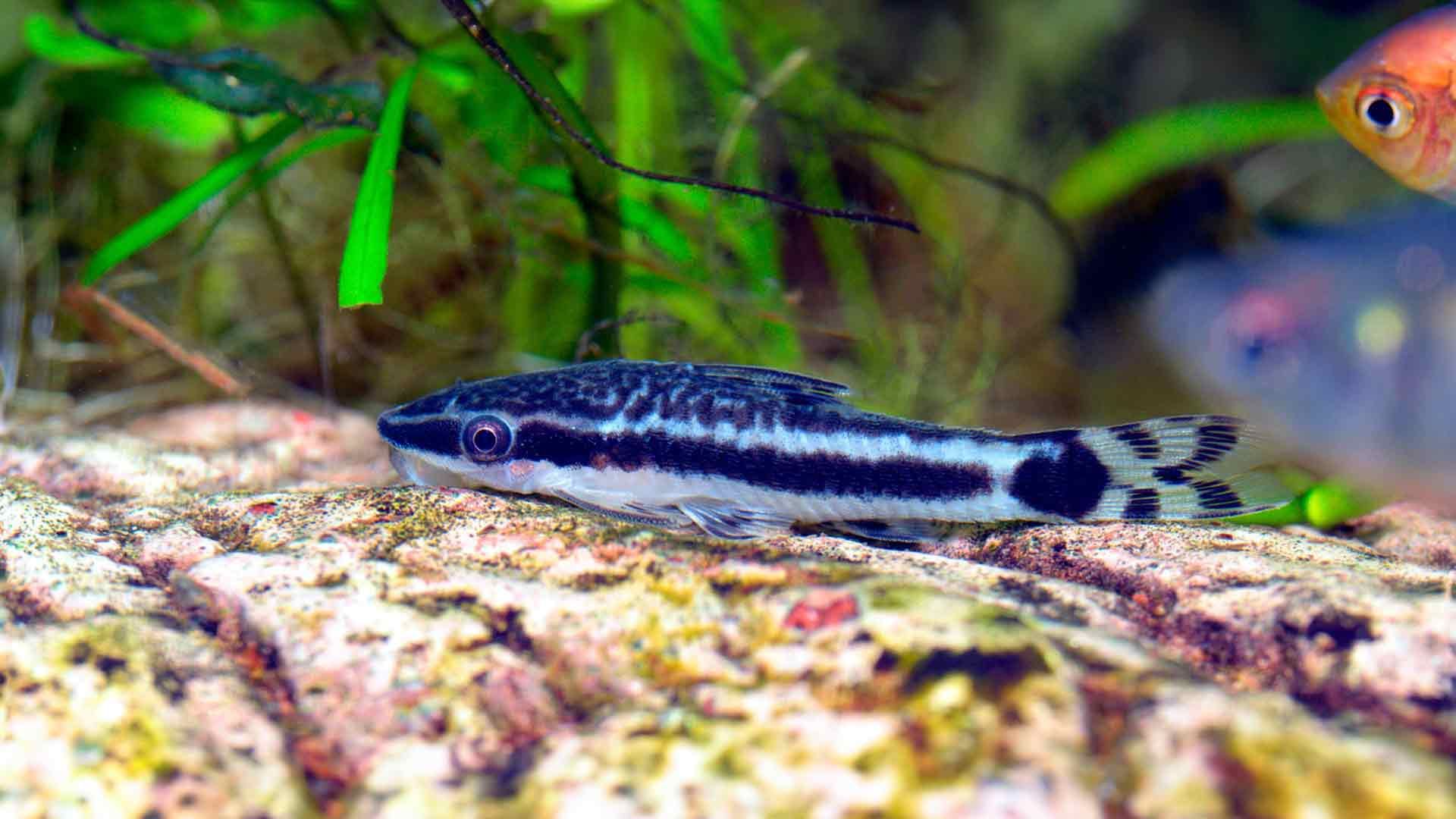 Otocinclus Catfish