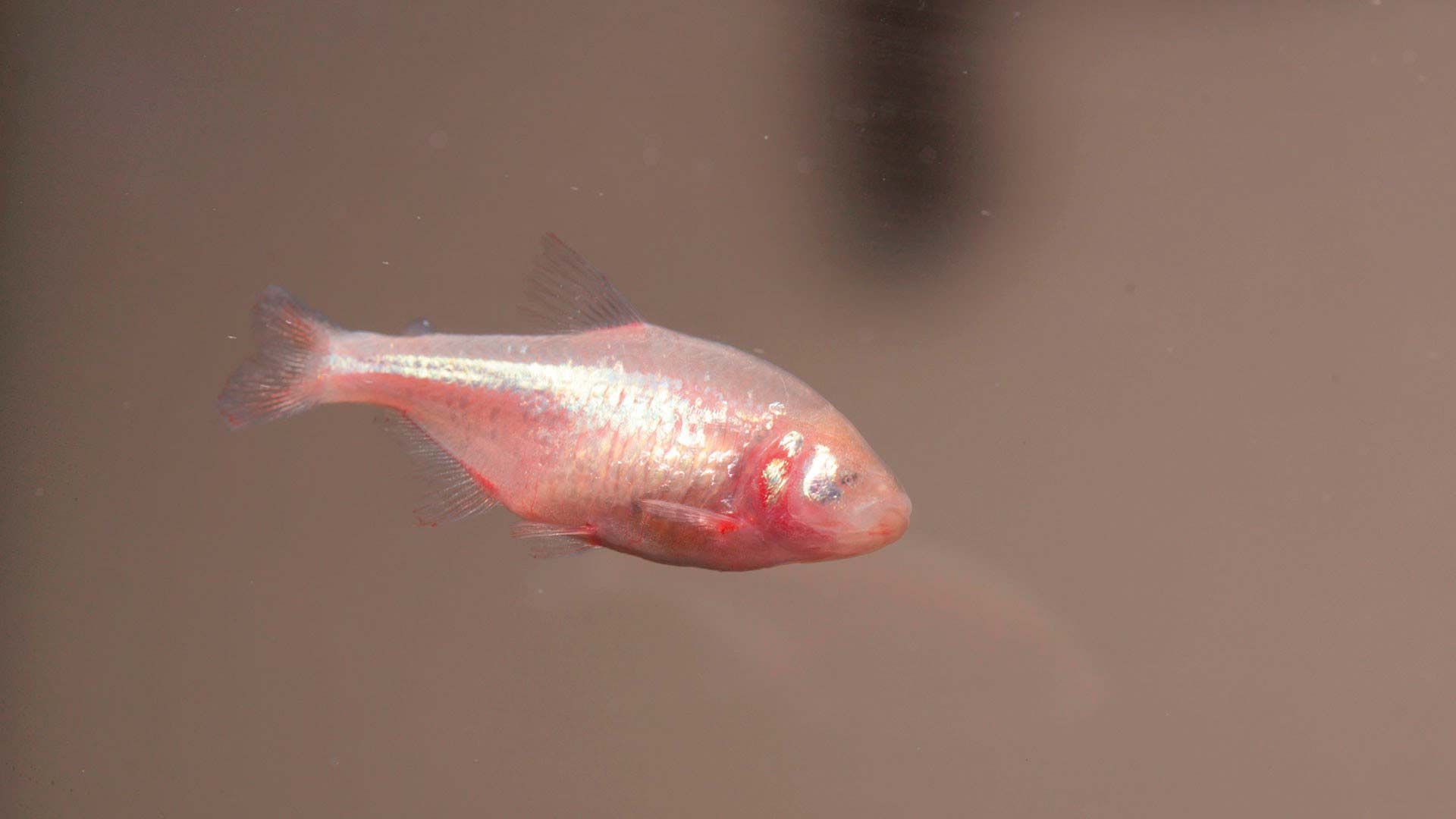 Pez tetra ciego Poema del Mar Acuario Gran Canaria