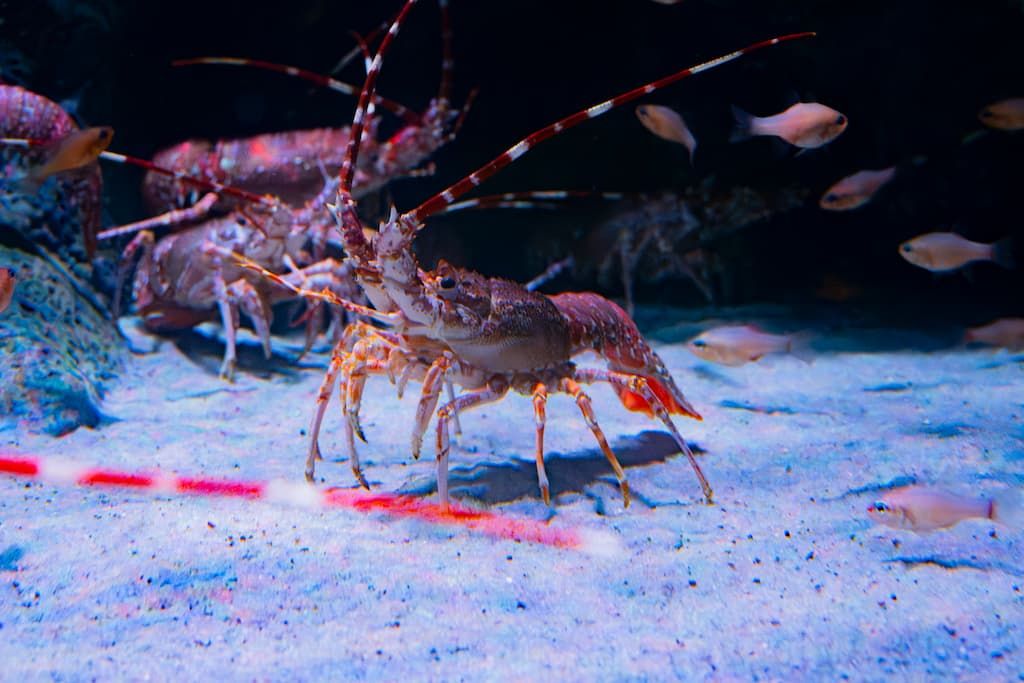 Gewöhnliche Languste (Palinurus elephas)