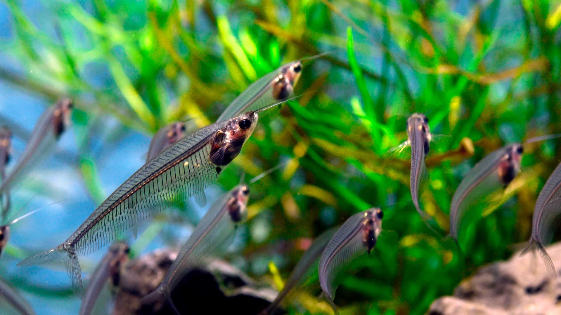 Glass Catfish