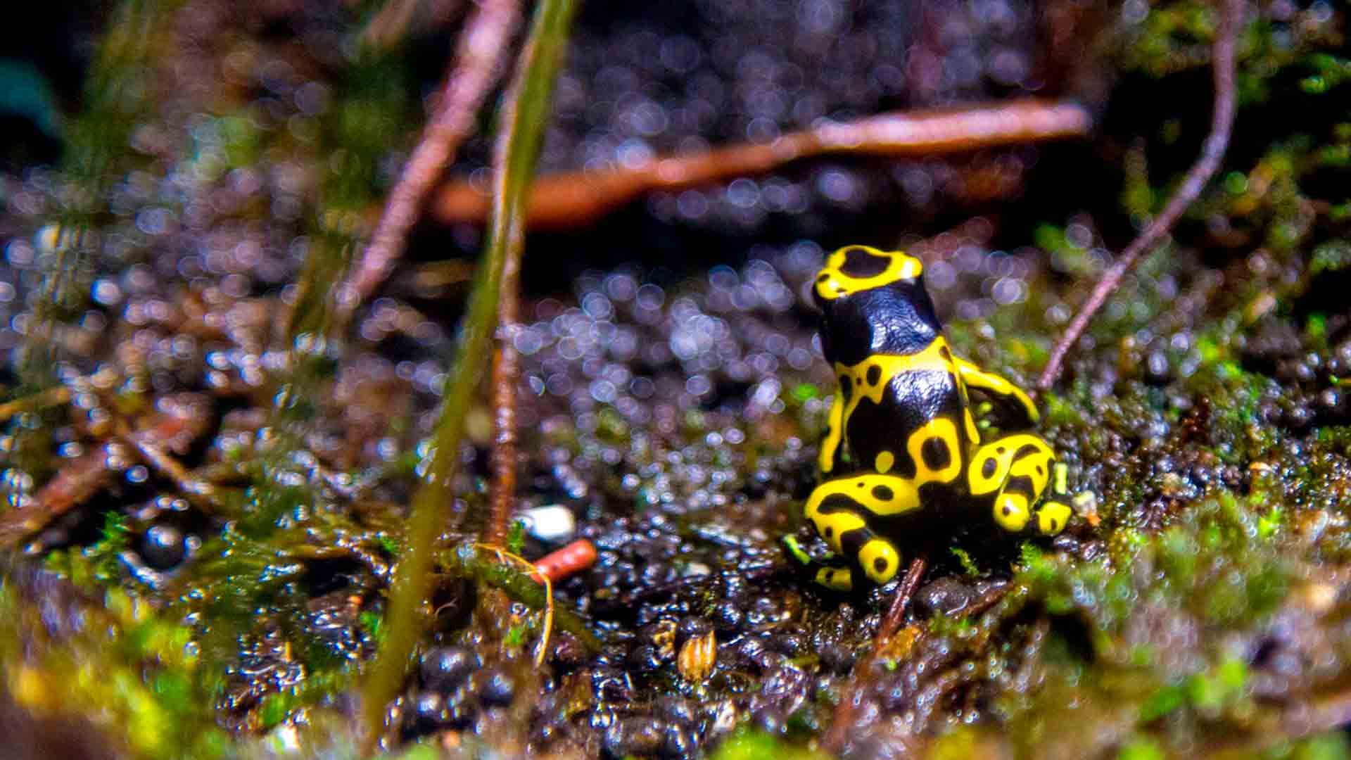 Yellow Banded Poison Dart Frog