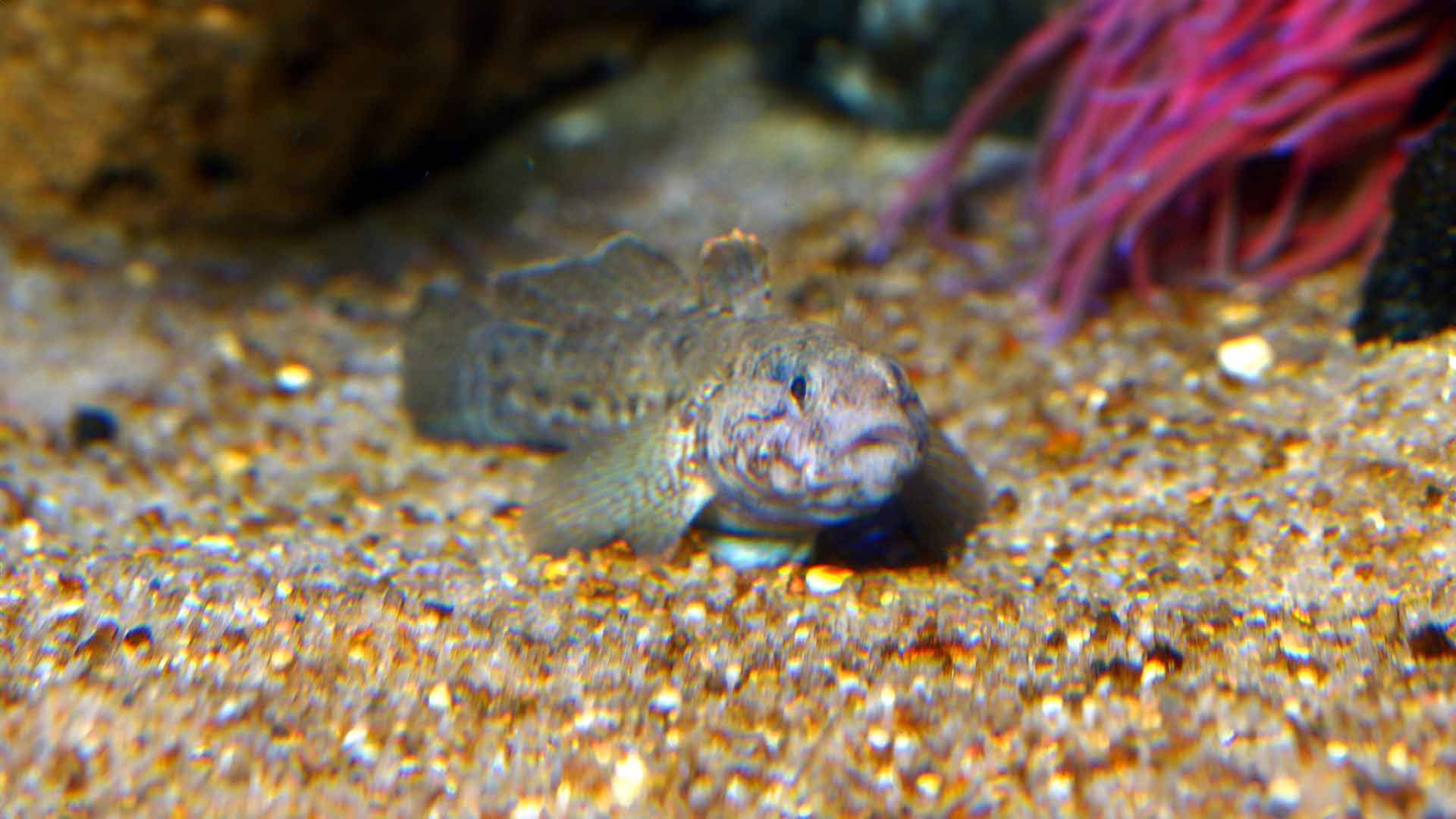 Black Goby Poema Del Mar Aquarium Gran Canaria