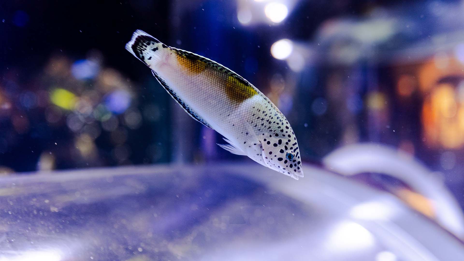 Pez coris payaso Poema Del Mar Acuario Gran Canaria