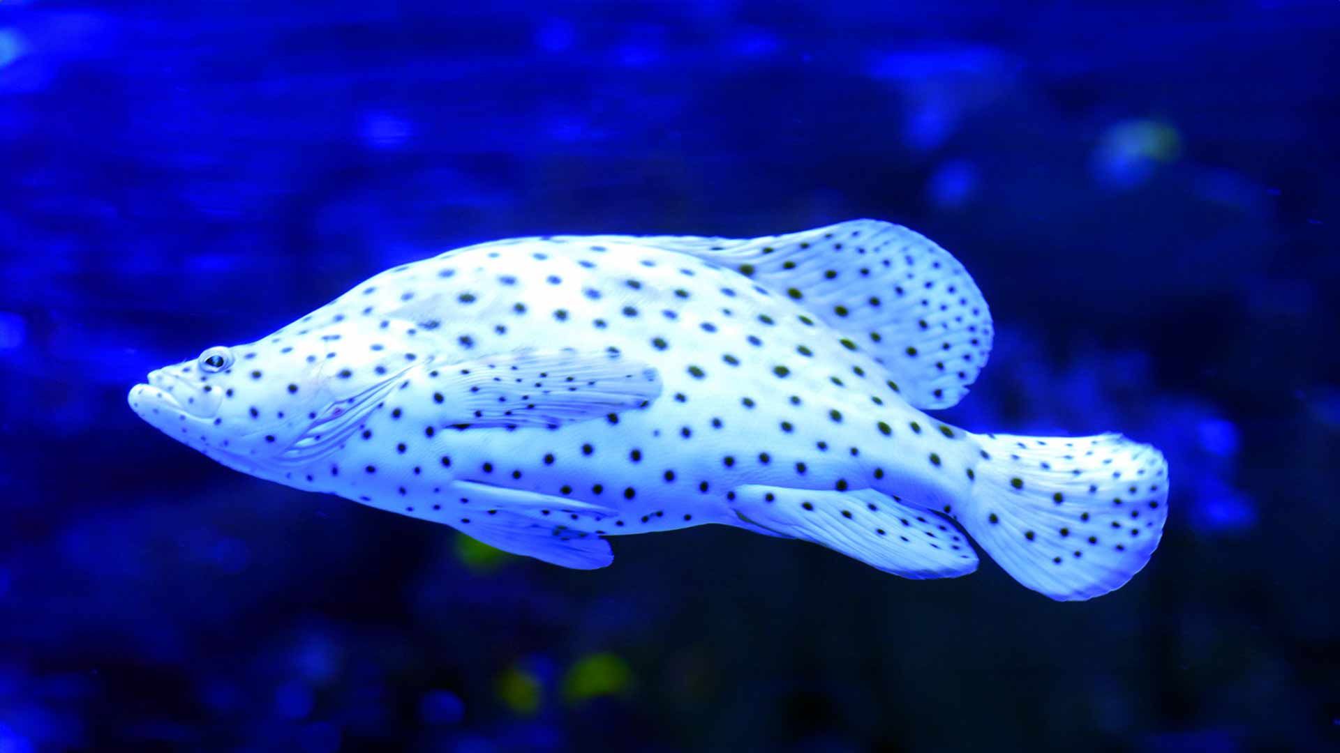 Humpback Grouper