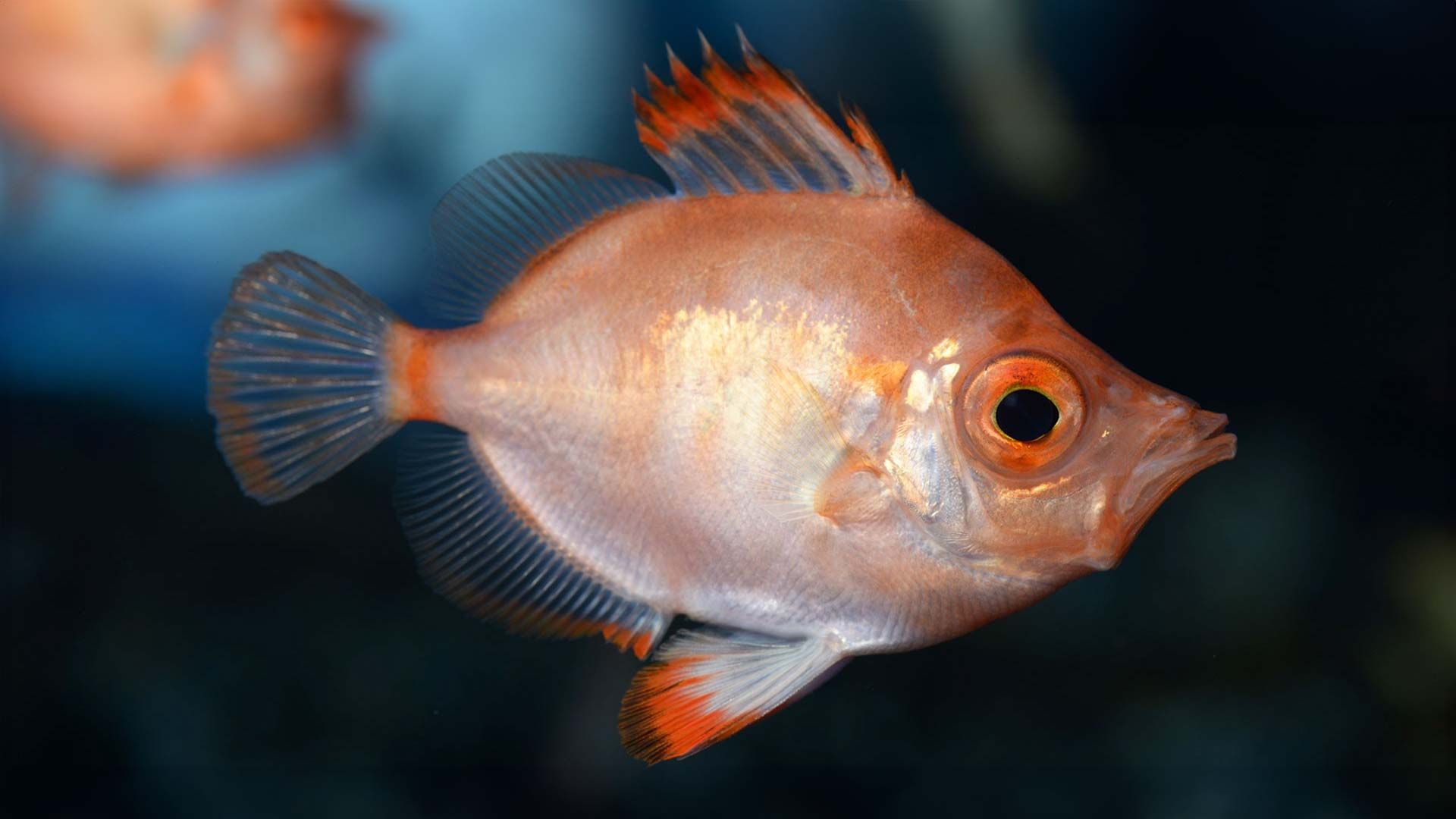 Boarfish