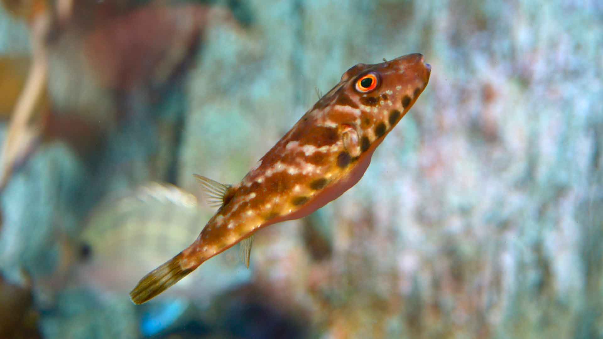 Guinean Puffer