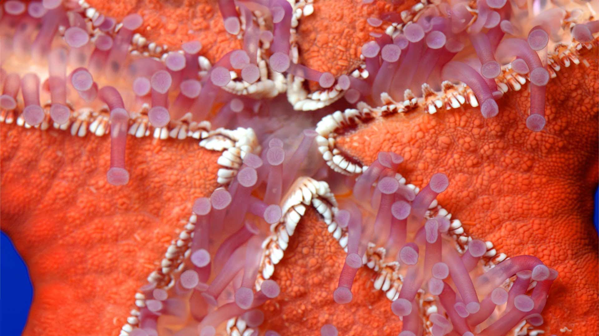 Mediterranean Red Sea Star