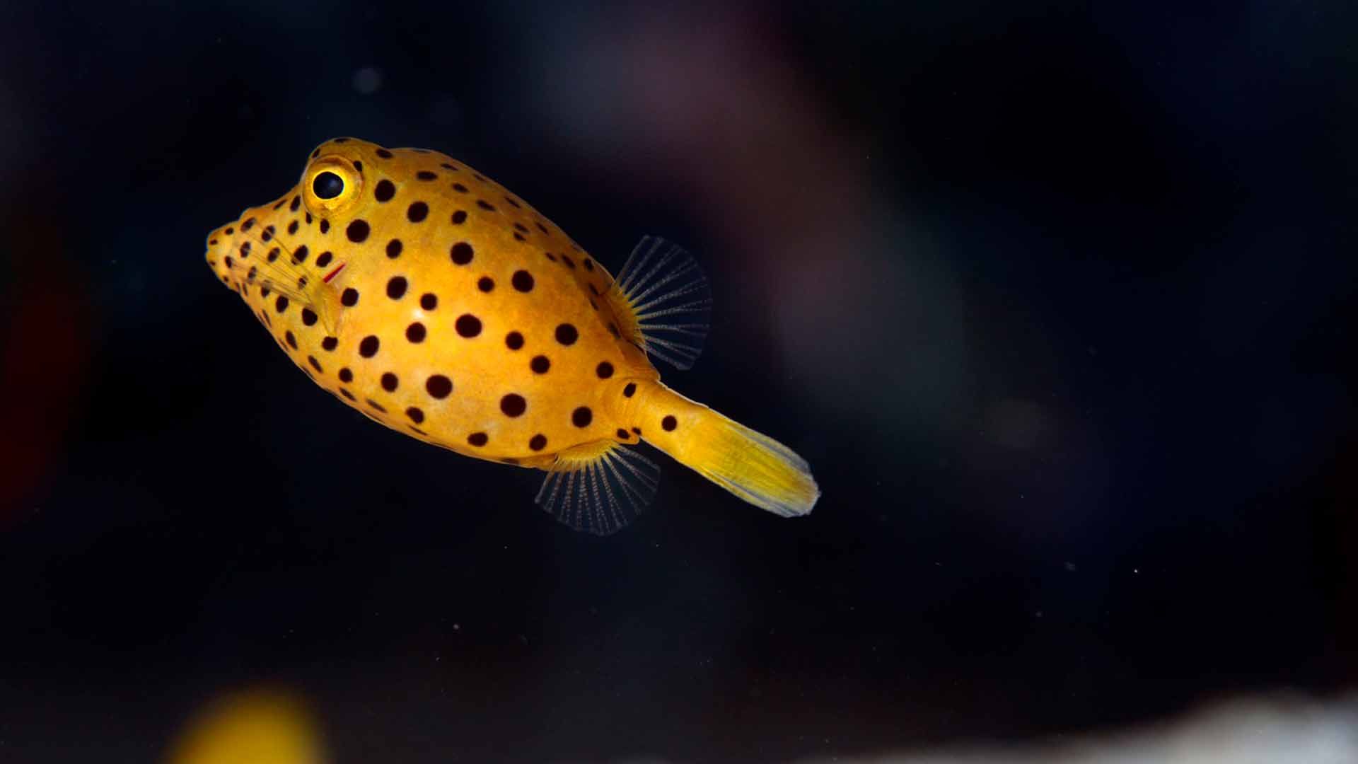 Smooth Trunkfish