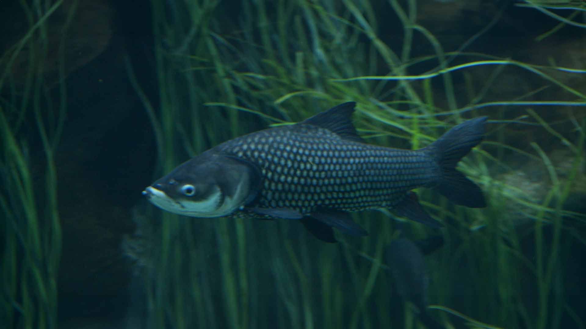 Siamese Giant Carps